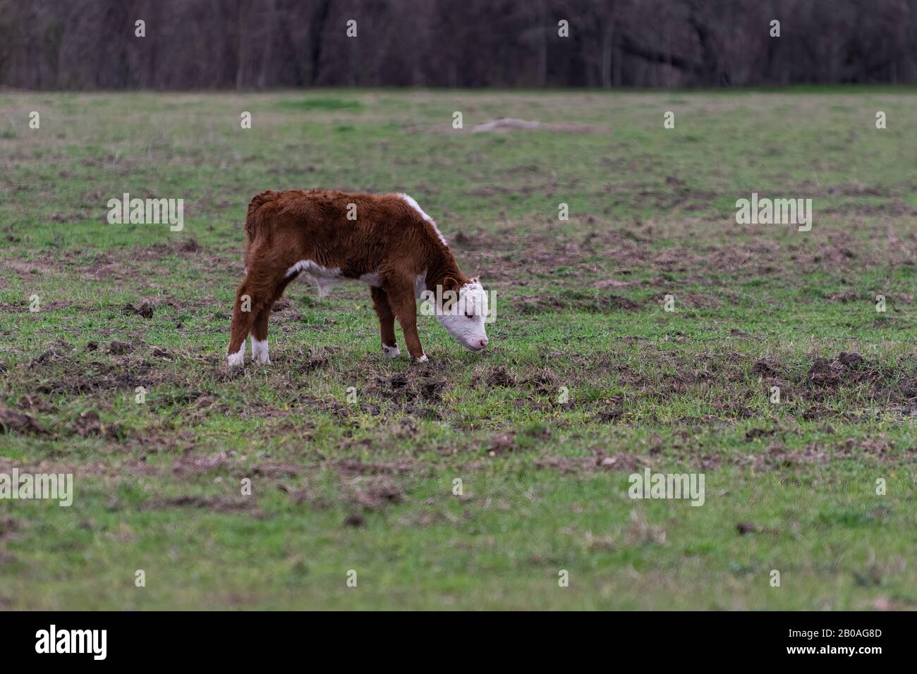 Un jeune taureau mignon et flou, Polled Hereford Bull avec un visage blanc adorable debout seul dans un pâturage avec sa tête vers le bas comme il grazes sur le gr vert Banque D'Images