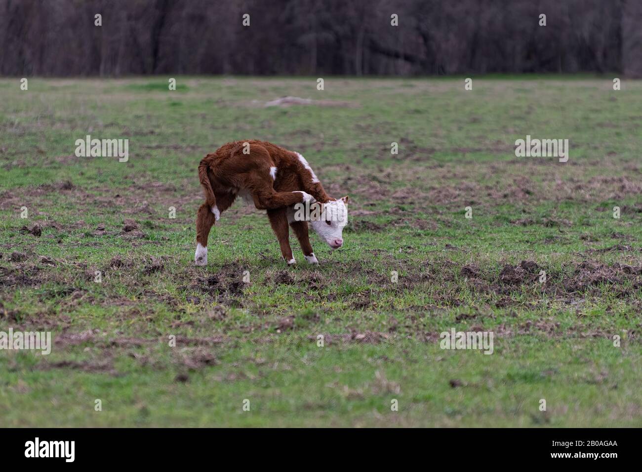 Joli jeune mollet de taureau Polled Hereford debout seul dans un ranch de pâtes et en utilisant l'une de ses jambes arrière pour gratter un fossé derrière l'une de ses oreilles. Banque D'Images