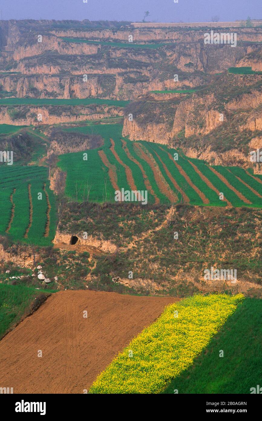 CHINE, PROVINCE DE SHAANXI, PRÈS DE XIAN, CHAMPS DE BLÉ ET DE COLZA Banque D'Images CHINE, PROVINCE DE SHAANXI, PRÈS DE XIAN, CHAMPS DE BLÉ ET DE COLZA Banque D'Images