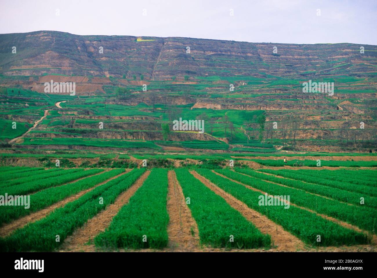CHINE, PROVINCE DE SHAANXI, PRÈS DE XIAN, CHAMPS DE BLÉ Banque D'Images CHINE, PROVINCE DE SHAANXI, PRÈS DE XIAN, CHAMPS DE BLÉ Banque D'Images