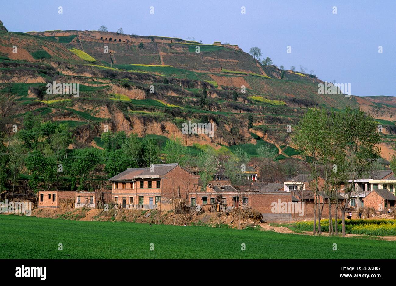 CHINE, PROVINCE DE SHAANXI, PRÈS DE XIAN, CHAMPS DE BLÉ ET DE COLZA Banque D'Images CHINE, PROVINCE DE SHAANXI, PRÈS DE XIAN, CHAMPS DE BLÉ ET DE COLZA Banque D'Images