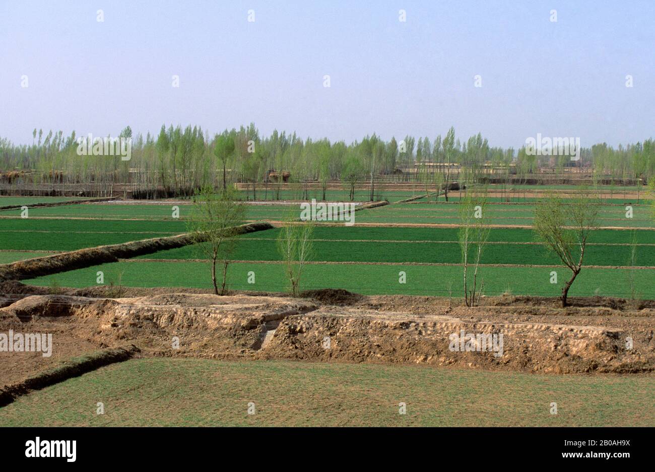 CHINE, PROVINCE DE GANSU, PRÈS DE SHANDAN, SEMI-DÉSERT, CHAMPS DE BLÉ IRRIGUÉ Banque D'Images CHINE, PROVINCE DE GANSU, PRÈS DE SHANDAN, SEMI-DÉSERT, CHAMPS DE BLÉ IRRIGUÉ Banque D'Images