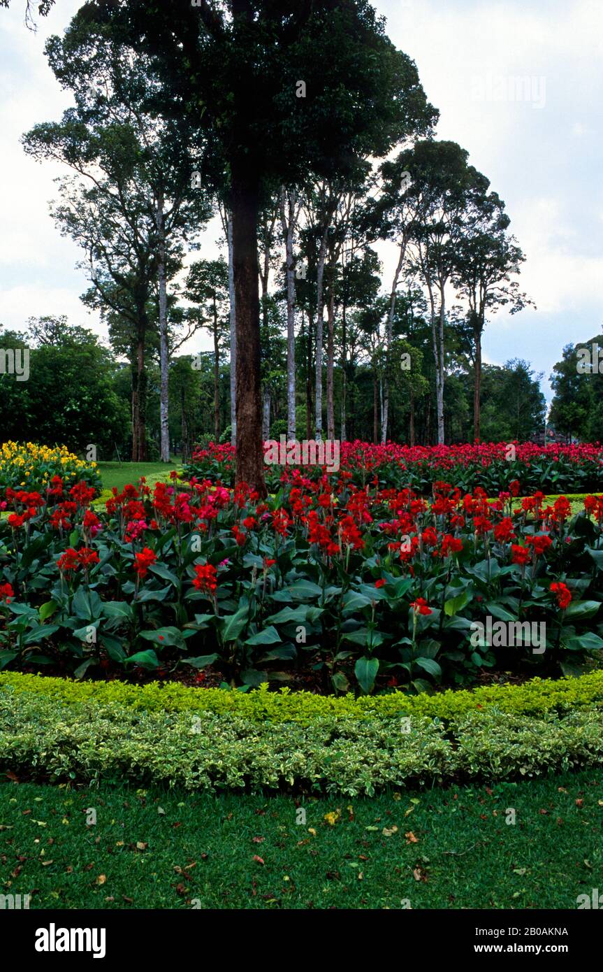 INDONÉSIE, BALI, PRÈS DU LAC BRATAN, BEDUGUL, JARDIN BOTANIQUE, NÉNUPHARS CANNA Banque D'Images