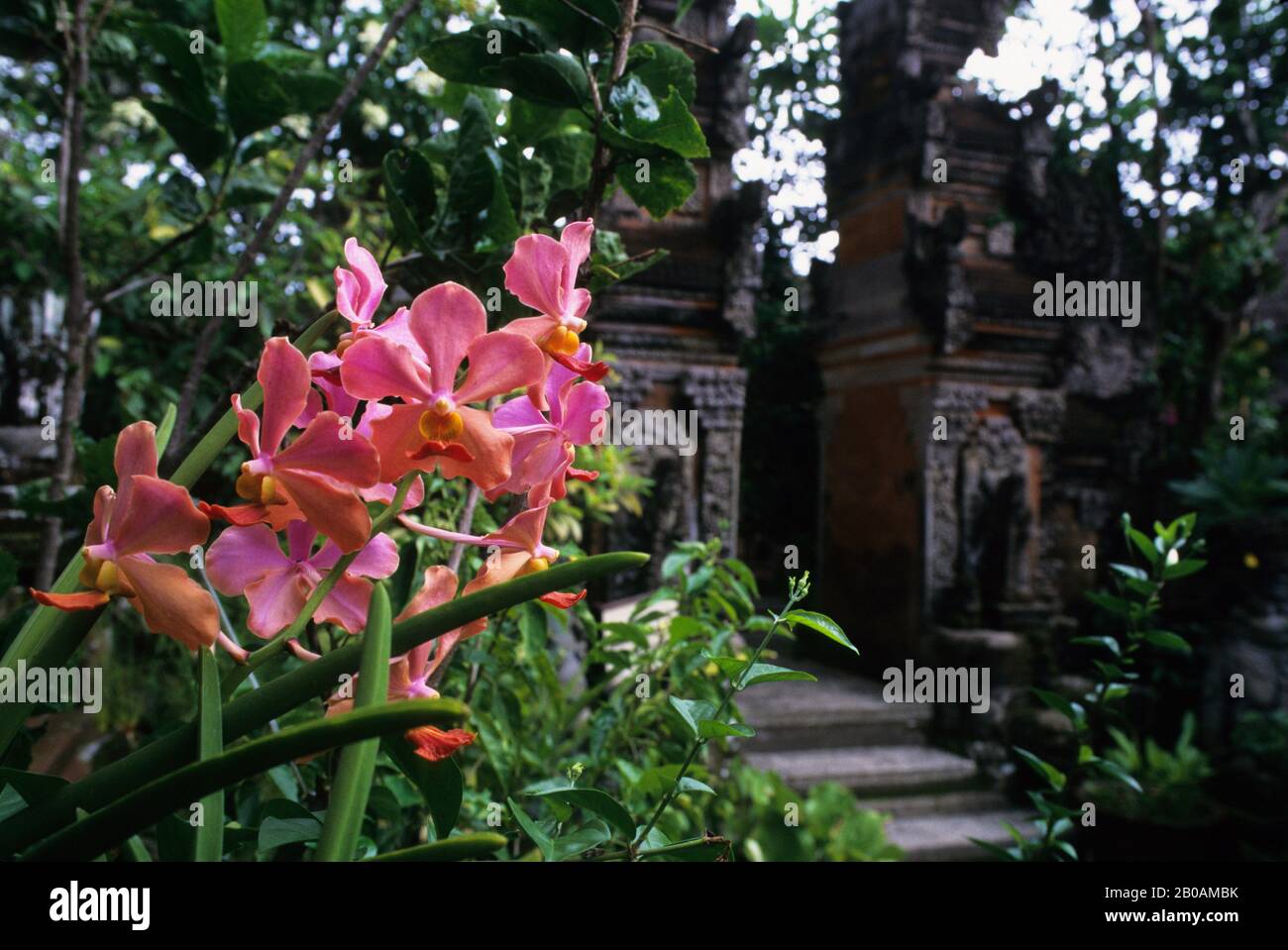 INDONÉSIE, BALI, UBUD-MAS, PHALAENOPSIS ORCHID, TEMPLE EN ARRIÈRE-PLAN Banque D'Images