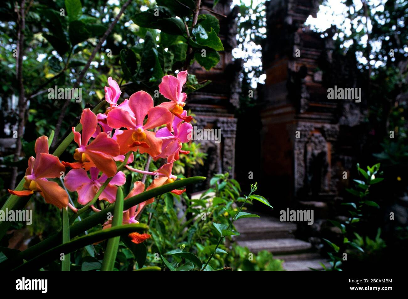 INDONÉSIE, BALI, UBUD-MAS, PHALAENOPSIS ORCHID, TEMPLE EN ARRIÈRE-PLAN Banque D'Images