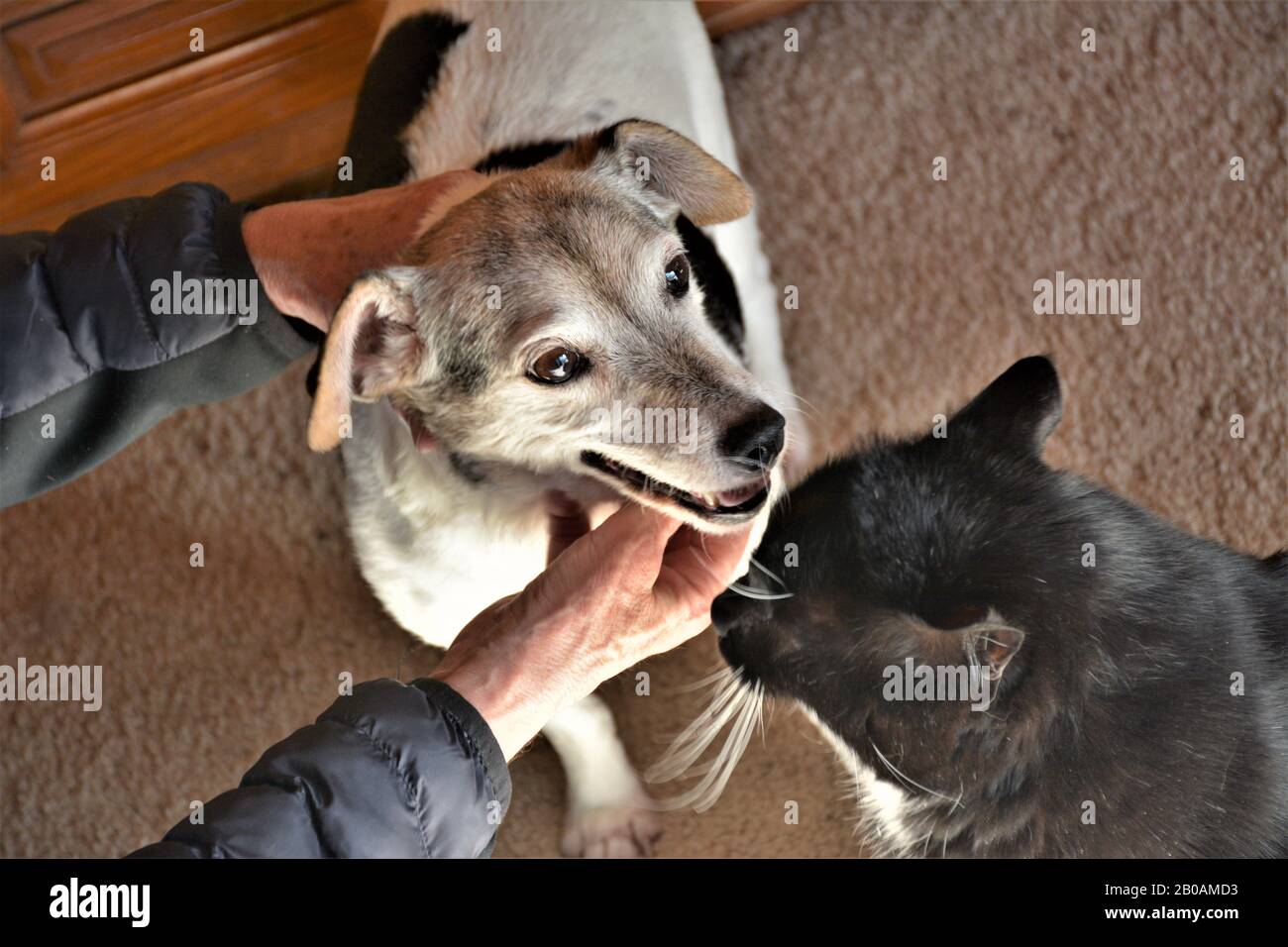 Des amis tout au long de la vie - un chien Jack Russell et un chat de fond mixte, tous deux âgés de 16 ans - sont morts des jours à l'écart Banque D'Images