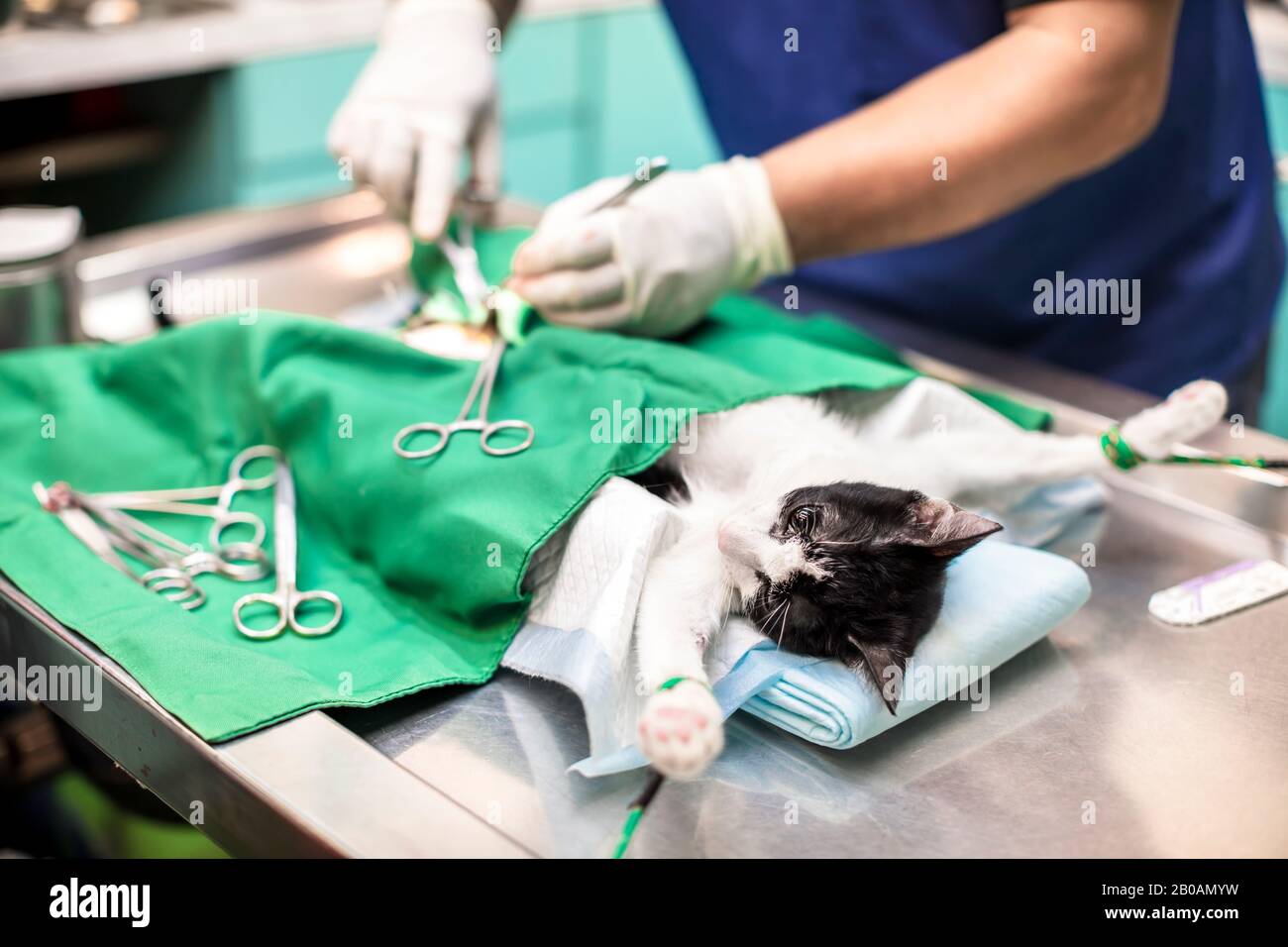 cat sur la table d'opération et la chirurgie vétérinaire Banque D'Images