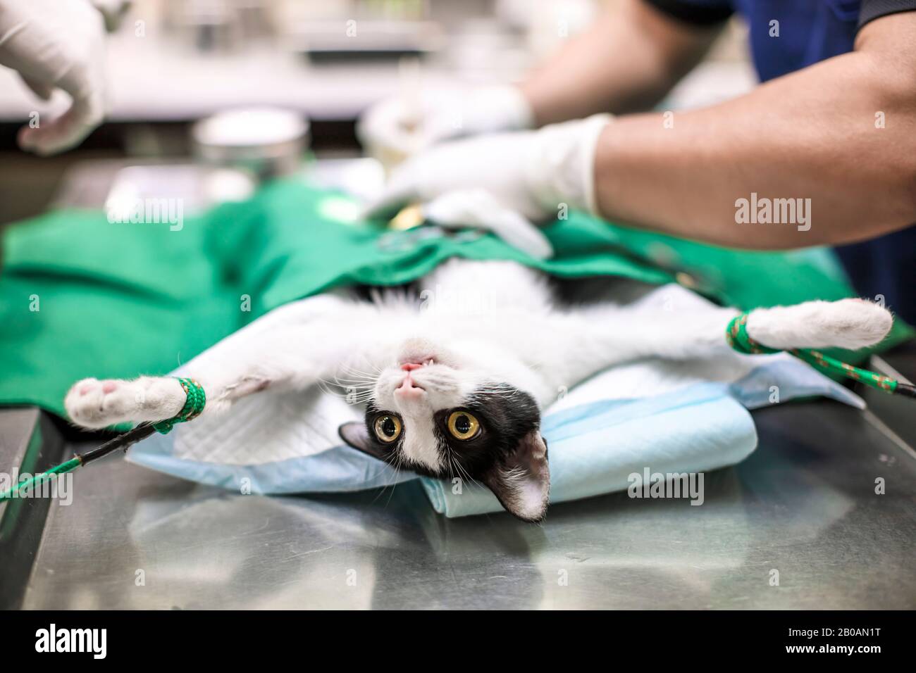 cat sur la table d'opération et la chirurgie vétérinaire Banque D'Images