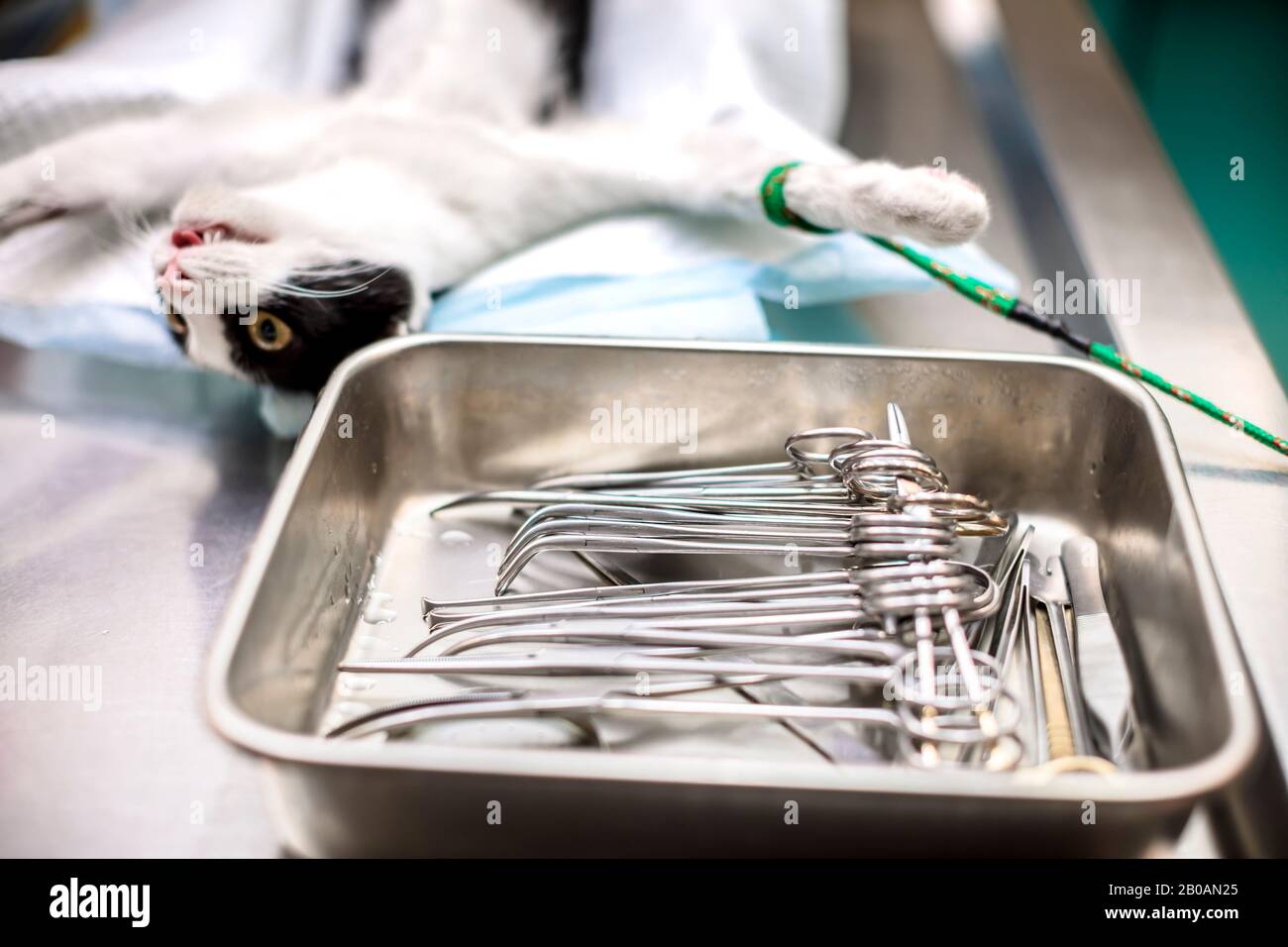 chat sur la table d'opération et chirurgie vétérinaire scalpel Banque D'Images
