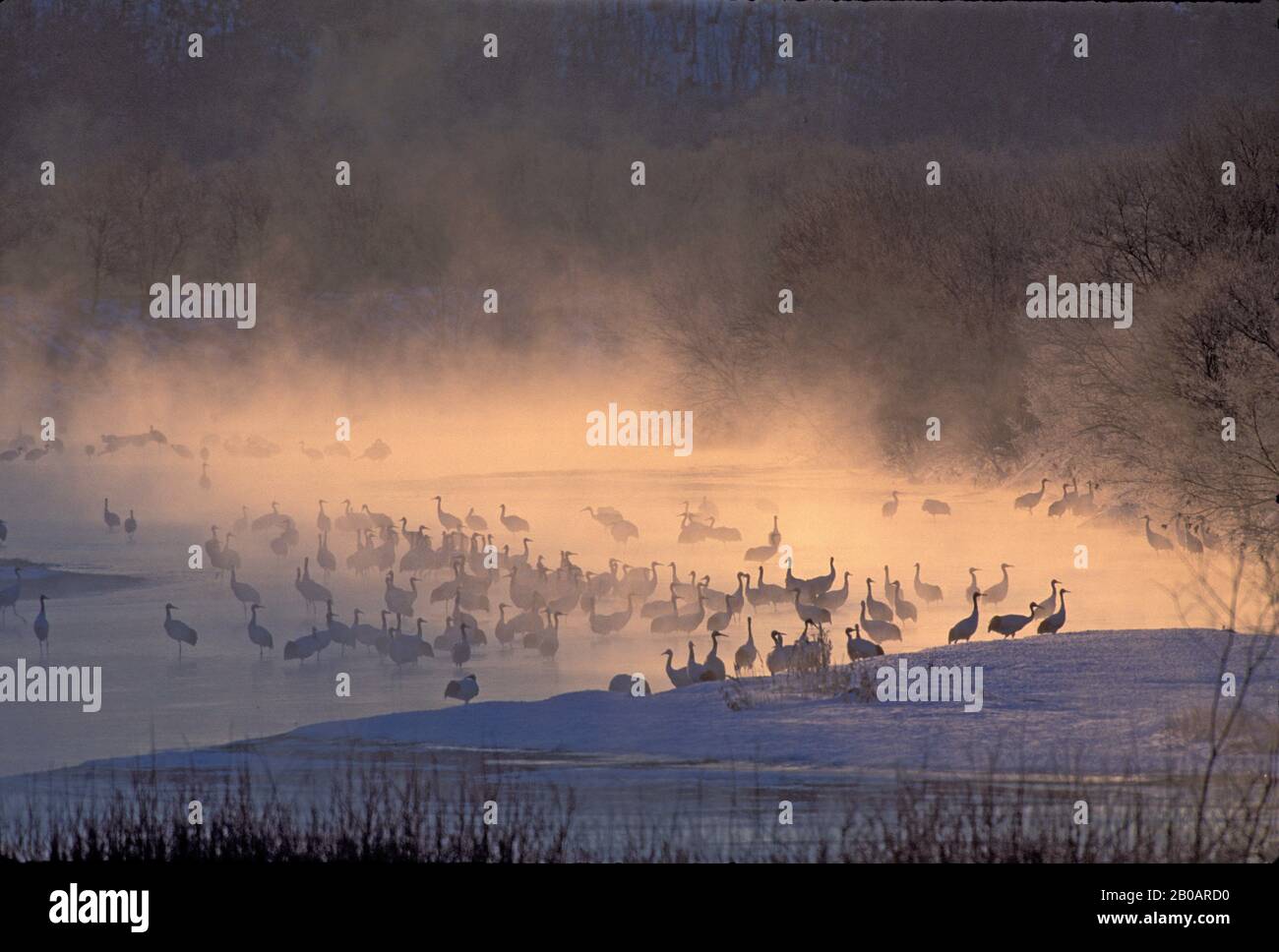 JAPON,HOKKAIDO EST.,PRÈS DE KUSHIRO,TSURUI, GRUES JAPONAISES DANS LA RIVIÈRE, MISTY DAWN (EN VOIE DE DISPARITION) Banque D'Images