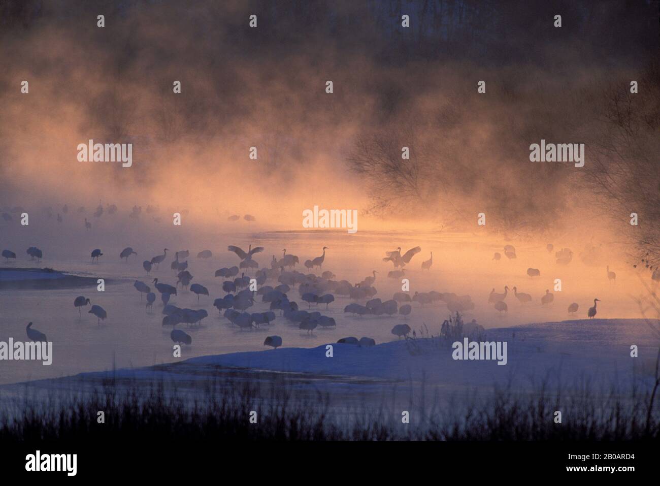 JAPON,HOKKAIDO EST.,PRÈS DE KUSHIRO,TSURUI, GRUES JAPONAISES DANS LA RIVIÈRE, MISTY DAWN (EN VOIE DE DISPARITION) Banque D'Images