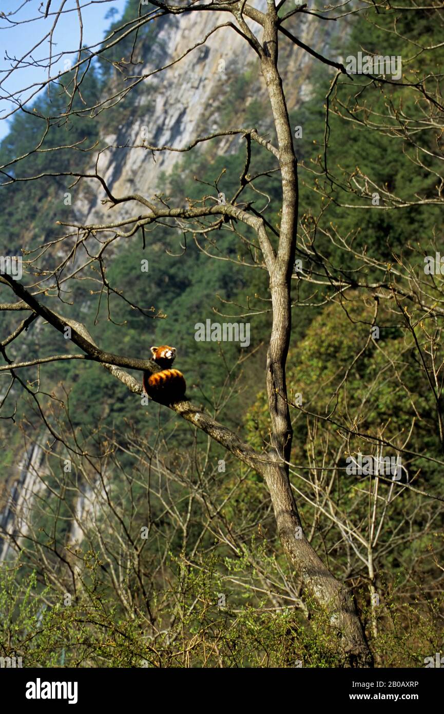 CHINE, PROVINCE DU SICHUAN, RÉSERVE DE WOLONG PANDA, PANDA ROUGE (AILURUS FULGENS) DANS L'ARBRE Banque D'Images CHINE, PROVINCE DU SICHUAN, RÉSERVE DE WOLONG PANDA, PANDA ROUGE (AILURUS FULGENS) DANS L'ARBRE Banque D'Images