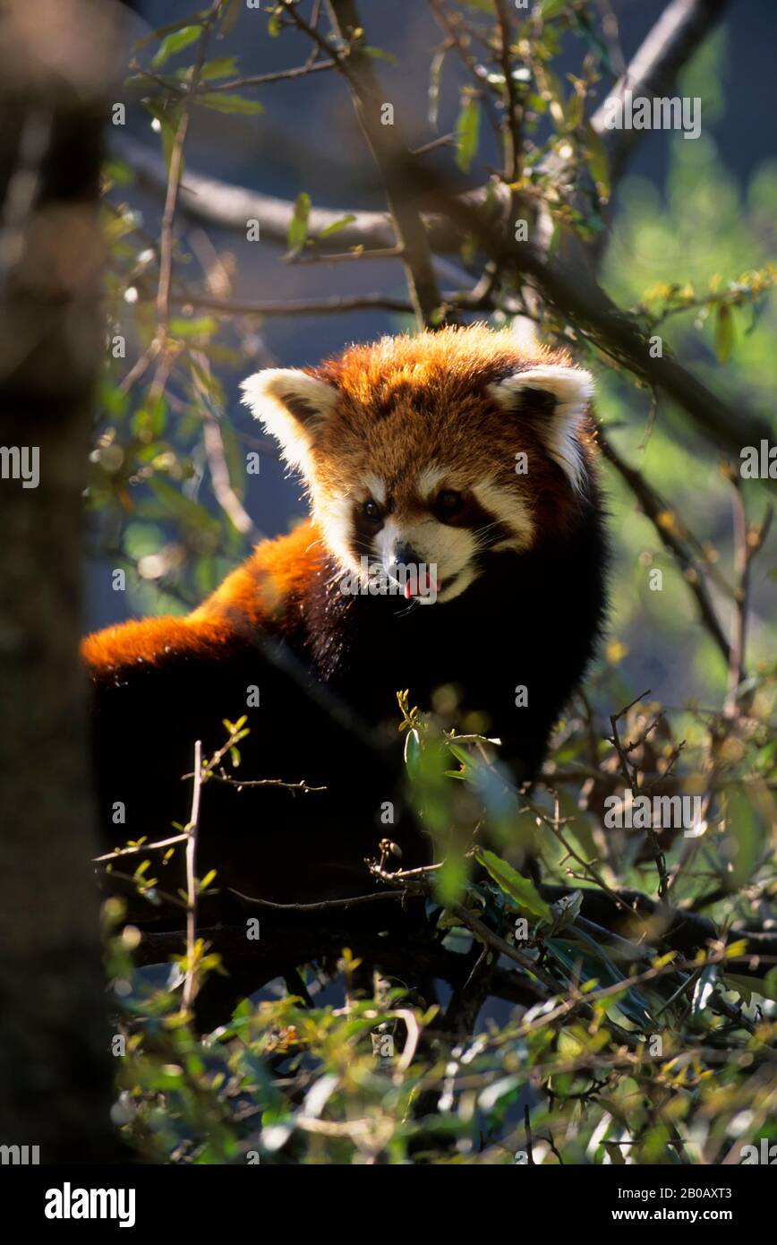 CHINE, PROVINCE DU SICHUAN, RÉSERVE DE WOLONG PANDA, PANDA ROUGE (AILURUS FULGENS) DANS L'ARBRE Banque D'Images CHINE, PROVINCE DU SICHUAN, RÉSERVE DE WOLONG PANDA, PANDA ROUGE (AILURUS FULGENS) DANS L'ARBRE Banque D'Images