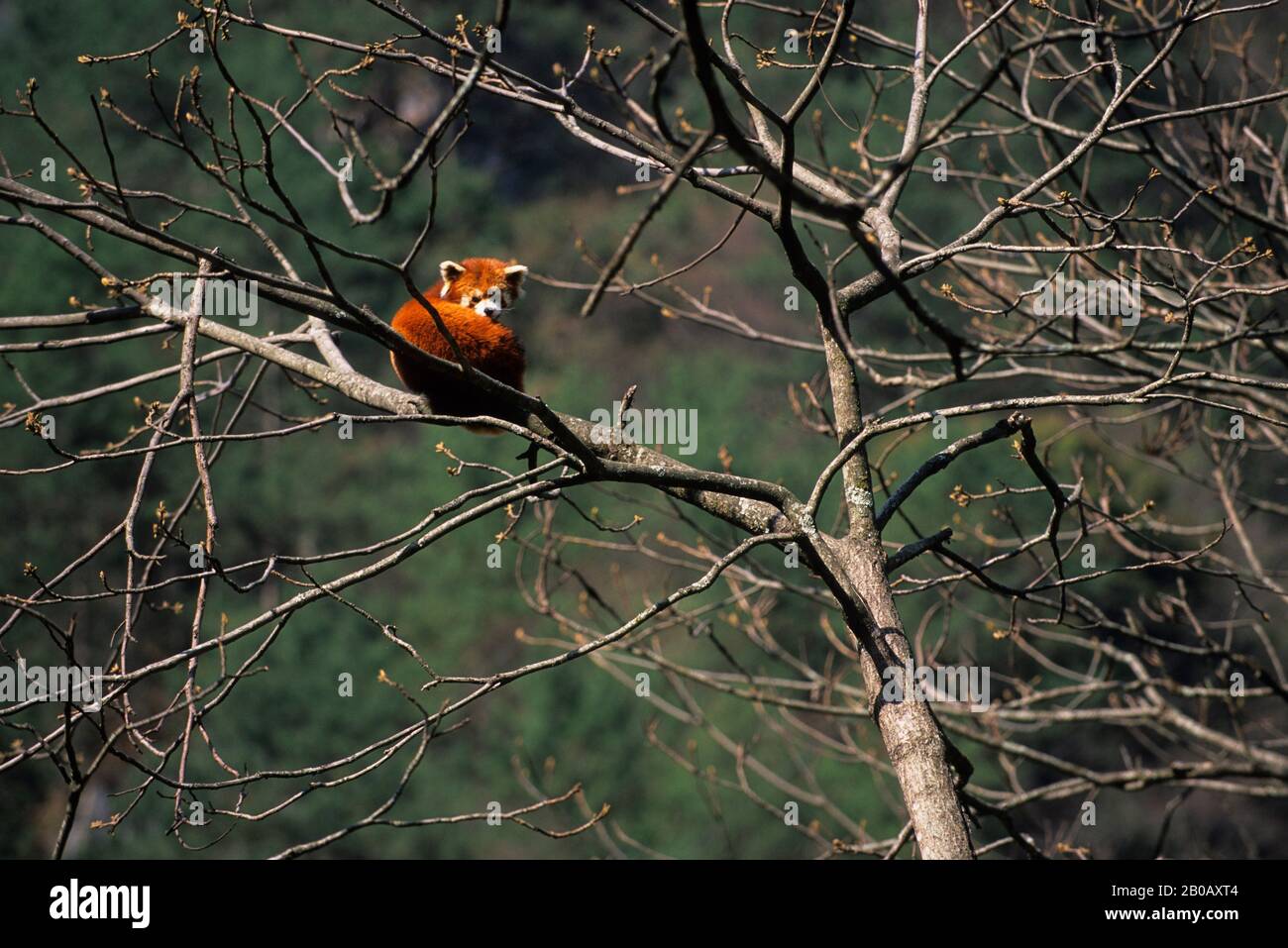 CHINE, PROVINCE DU SICHUAN, RÉSERVE DE WOLONG PANDA, PANDA ROUGE (AILURUS FULGENS) DANS L'ARBRE Banque D'Images CHINE, PROVINCE DU SICHUAN, RÉSERVE DE WOLONG PANDA, PANDA ROUGE (AILURUS FULGENS) DANS L'ARBRE Banque D'Images