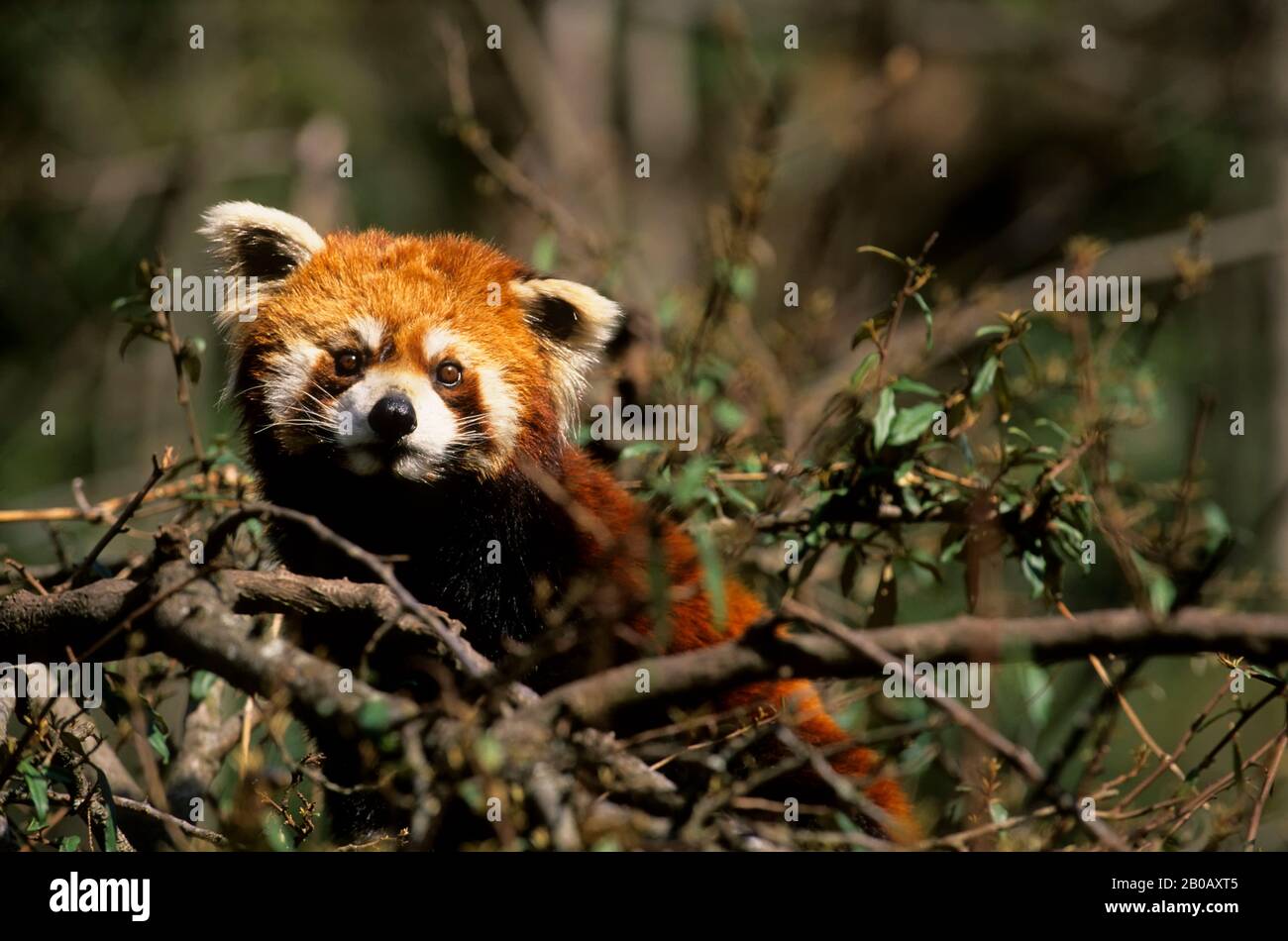 CHINE, PROVINCE DU SICHUAN, RÉSERVE DE WOLONG PANDA, PANDA ROUGE (AILURUS FULGENS) DANS L'ARBRE Banque D'Images CHINE, PROVINCE DU SICHUAN, RÉSERVE DE WOLONG PANDA, PANDA ROUGE (AILURUS FULGENS) DANS L'ARBRE Banque D'Images