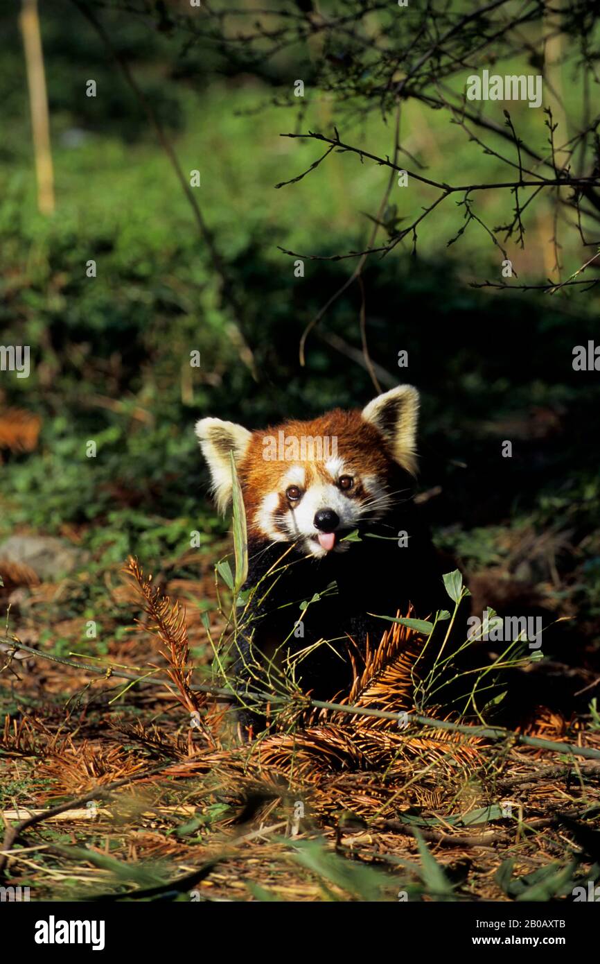 CHINE, PROVINCE DU SICHUAN, RÉSERVE DE WOLONG PANDA, PANDA ROUGE (AILURUS FULGENS) Banque D'Images CHINE, PROVINCE DU SICHUAN, RÉSERVE DE WOLONG PANDA, PANDA ROUGE (AILURUS FULGENS) Banque D'Images