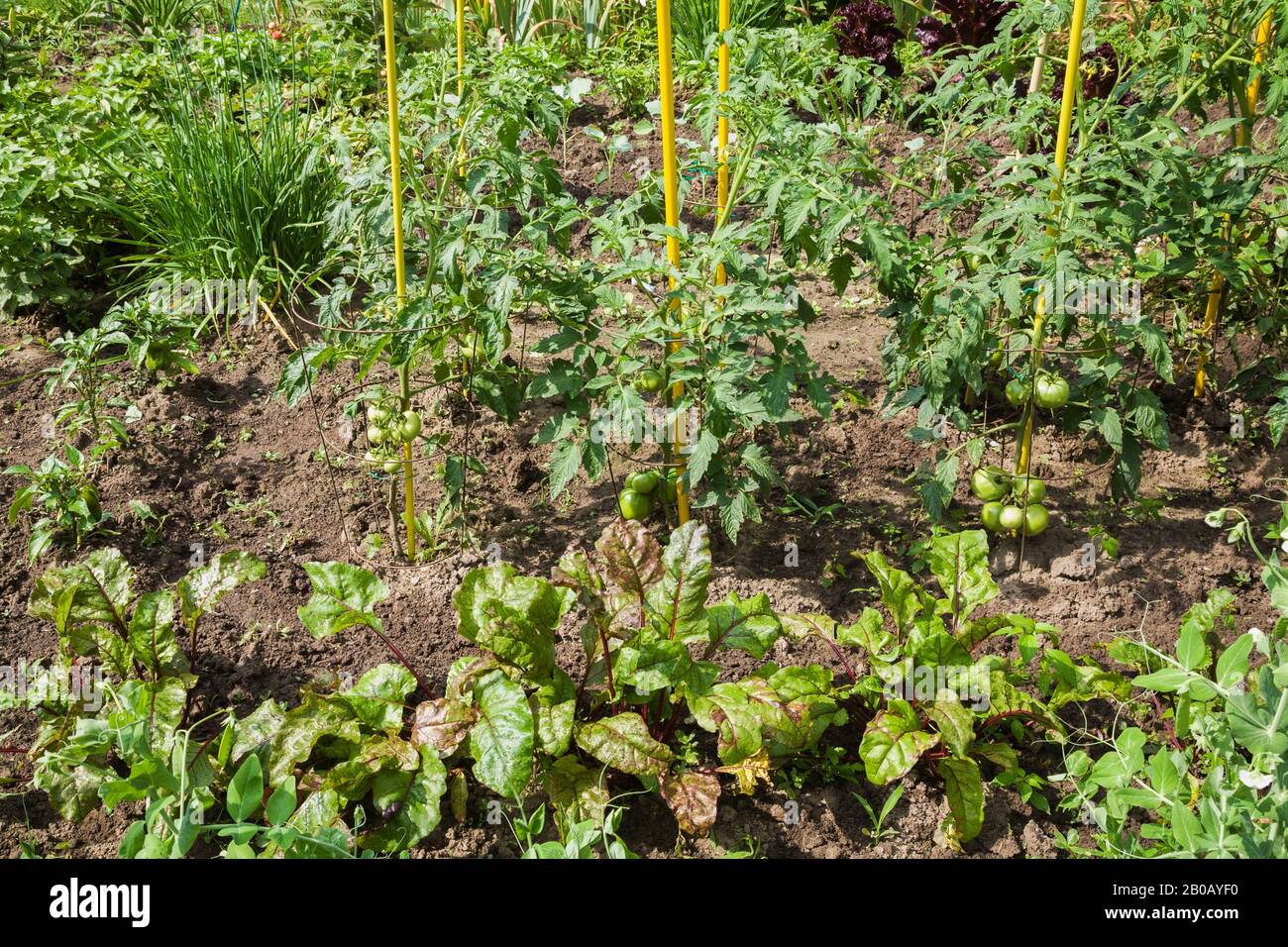 Lactuca sativa - laitue et pas encore mûre Lycopersicon esculentum - Tomates, Allium - plantes d'oignon dans jardin biologique résidentiel de légumes. Banque D'Images