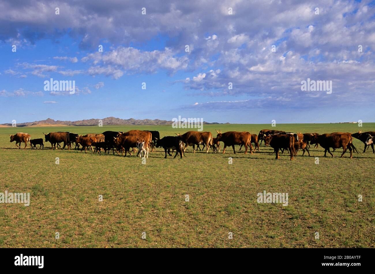 MONGOLIE, DÉSERT DE GOBI, PRÈS DE DALANZADGAD, PRAIRIES (STEPPES), BÉTAIL Banque D'Images