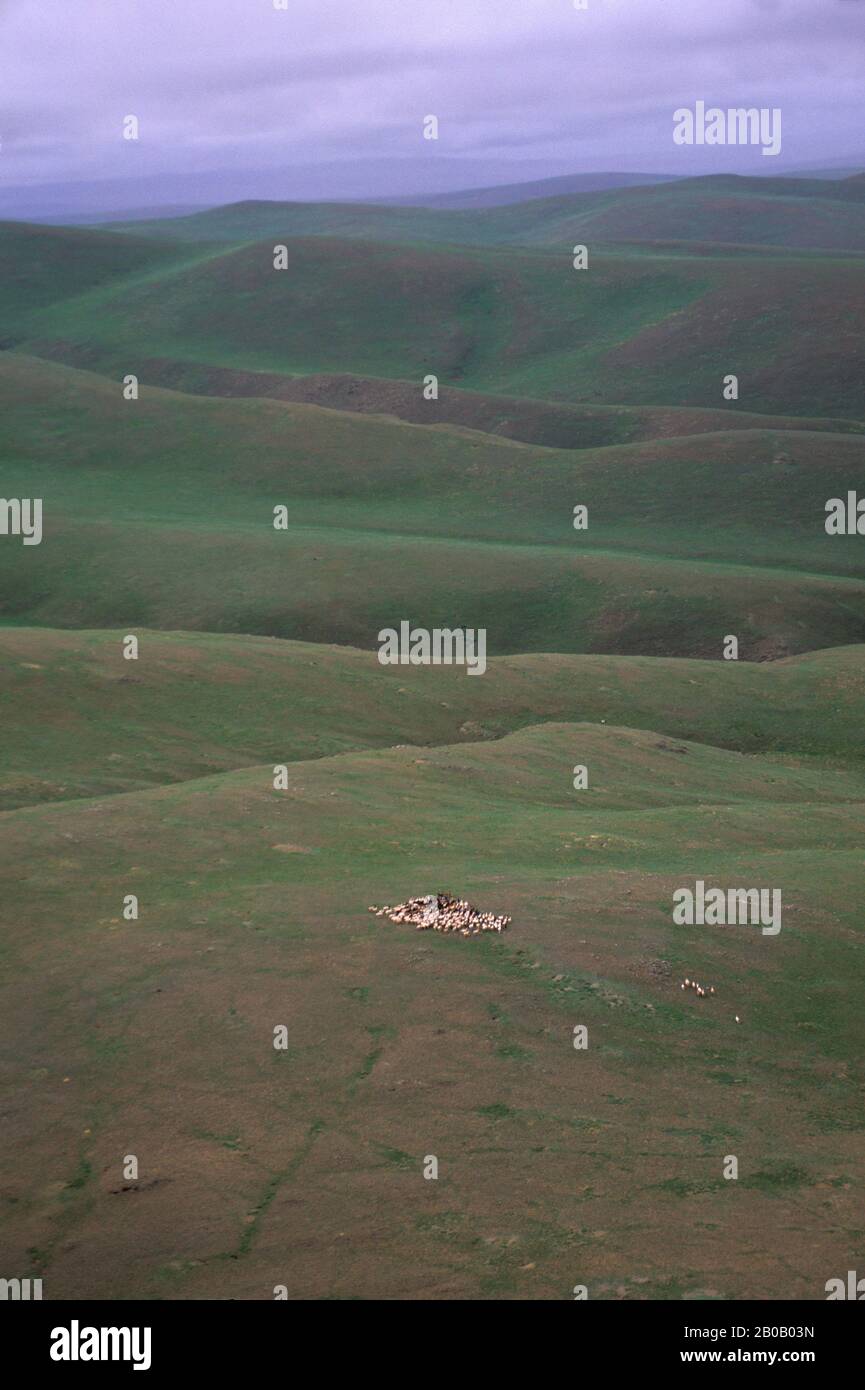 MONGOLIE CENTRALE, VUE AÉRIENNE, TROUPEAU DE CHÈVRES Banque D'Images