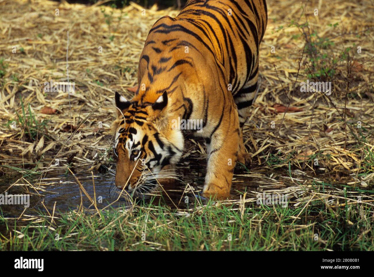 INDE, BANDHAVGARH N.P., BENGAL TIGER BUVANT Banque D'Images