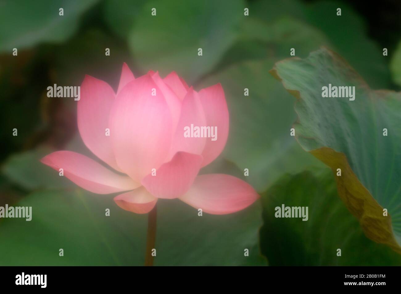 CAMBODGE, SIEM REAP, GRAND HOTEL D'ANGKOR, PLANTE DE LOTUS, FLEUR, DIFFUSÉE Banque D'Images