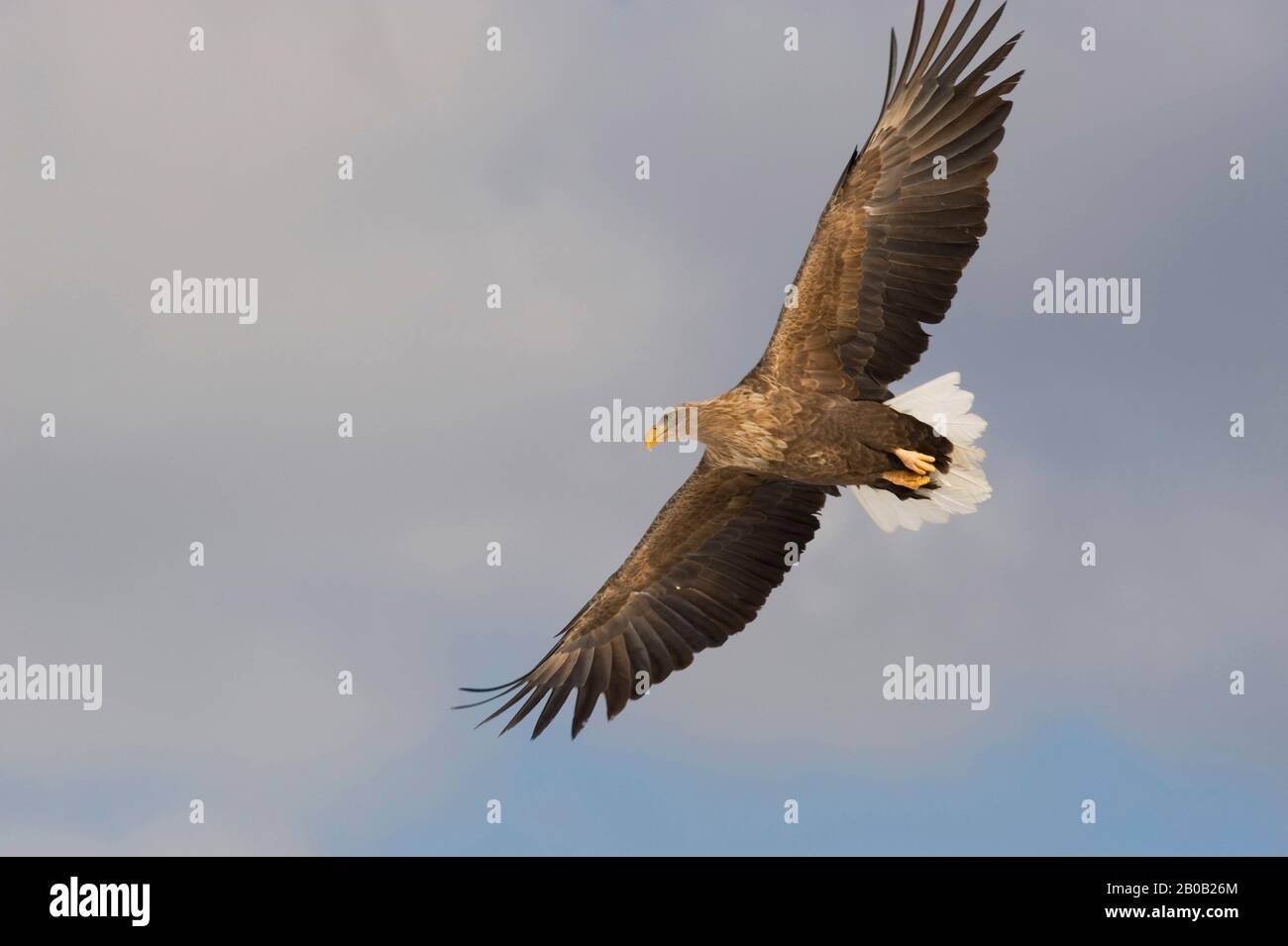 JAPON, ÎLE HOKKAIDO, PRÈS DU VILLAGE TSURUI, EAGLE DE MER À QUEUE BLANCHE (HALIAETUS ALBICILLA) EN VOL Banque D'Images