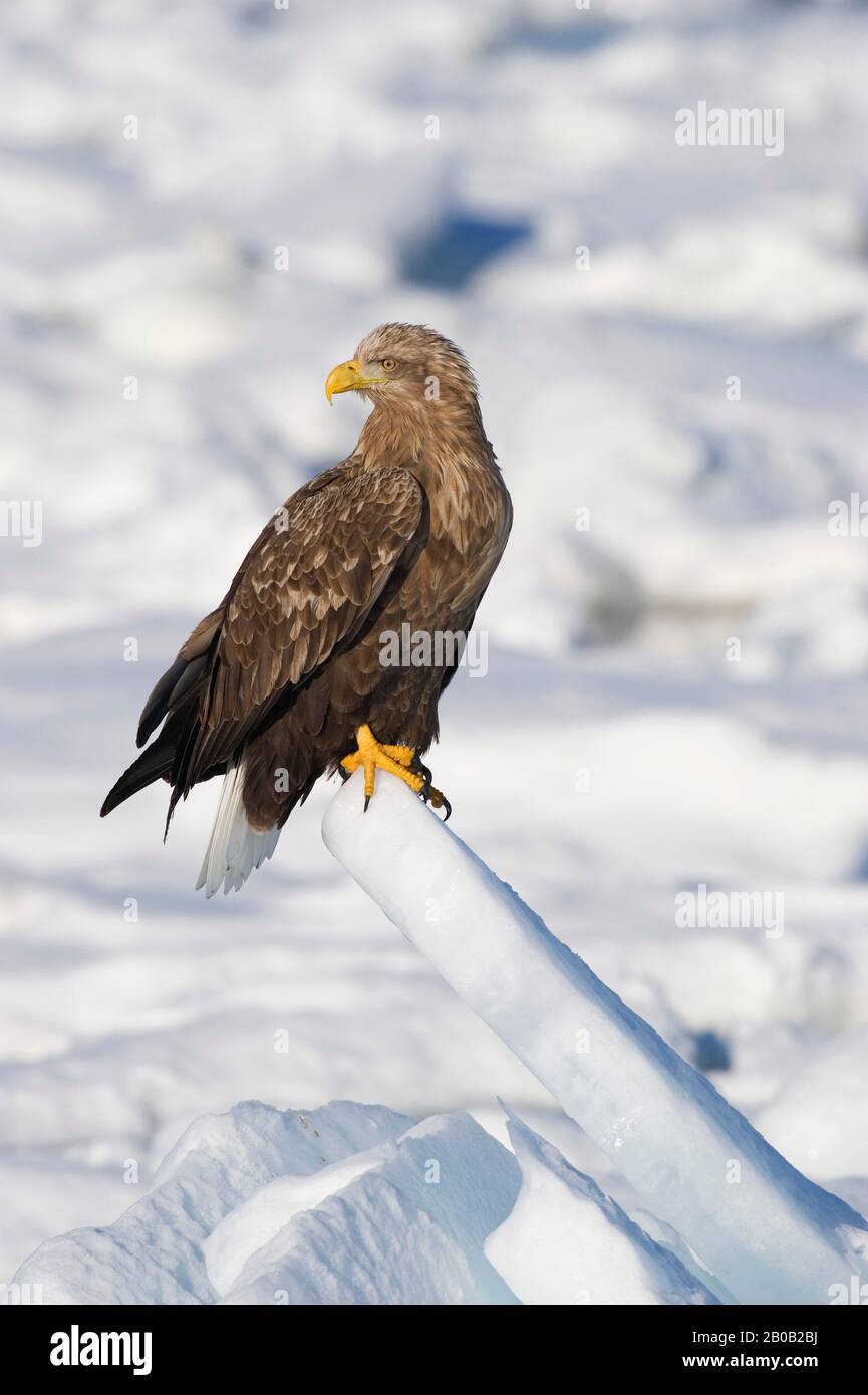 JAPON, ÎLE D'HOKKAIDO, PÉNINSULE DE SHIRETOKO , PRÈS DE RAUSU, EAGLE DE LA MER À QUEUE BLANCHE (HALIAETUS ALBICILLA) SUR LE PACK ICE Banque D'Images