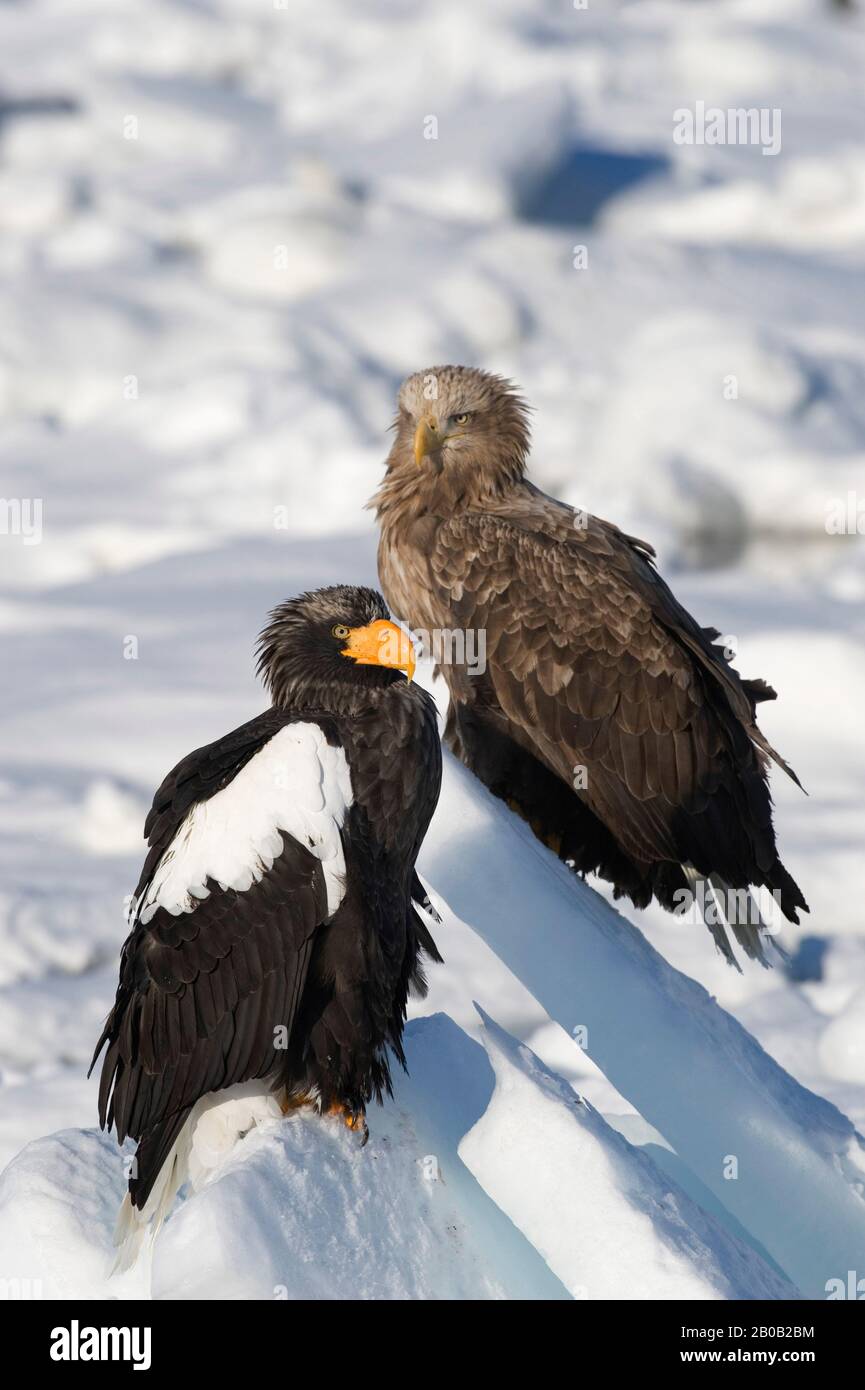 JAPON, ÎLE HOKKAIDO, PÉNINSULE DE SHIRETOKO , PRÈS DE RAUSU, EAGLE DE LA MER DE QUEUE BLANCHE (HALIAETUS ALBICILLA) ET EAGLE DE STELLER (HALIAETUS PELAGICUS) Banque D'Images