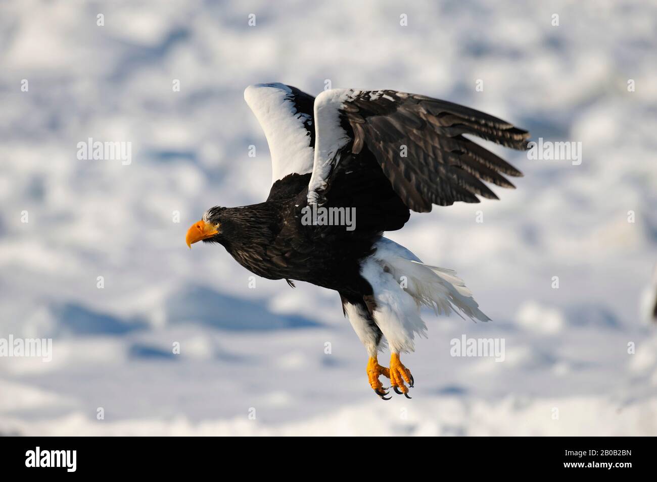 JAPON, ÎLE D'HOKKAIDO, PRÈS DE RAUSU, EAGLE DE LA MER DE STELLER (HALIAETUS PELAGICUS) DÉBARQUANT SUR PACK ICE Banque D'Images