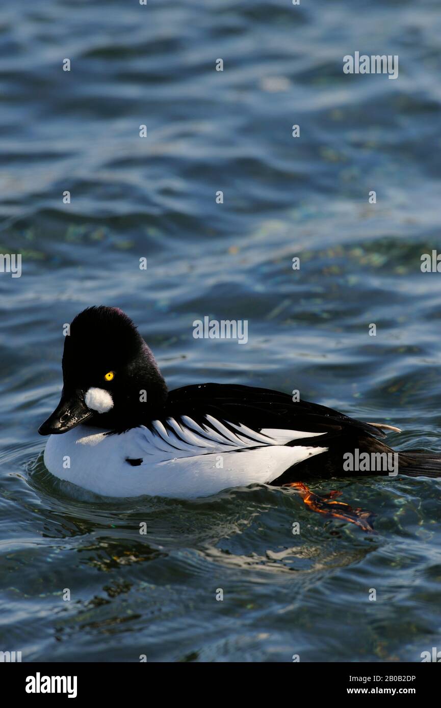 JAPON, ÎLE D'HOKKAIDO, PRÈS D'ABASHIRI, GOLDENEYE COMMUN (BUCEPHALA CLANGULA) Banque D'Images