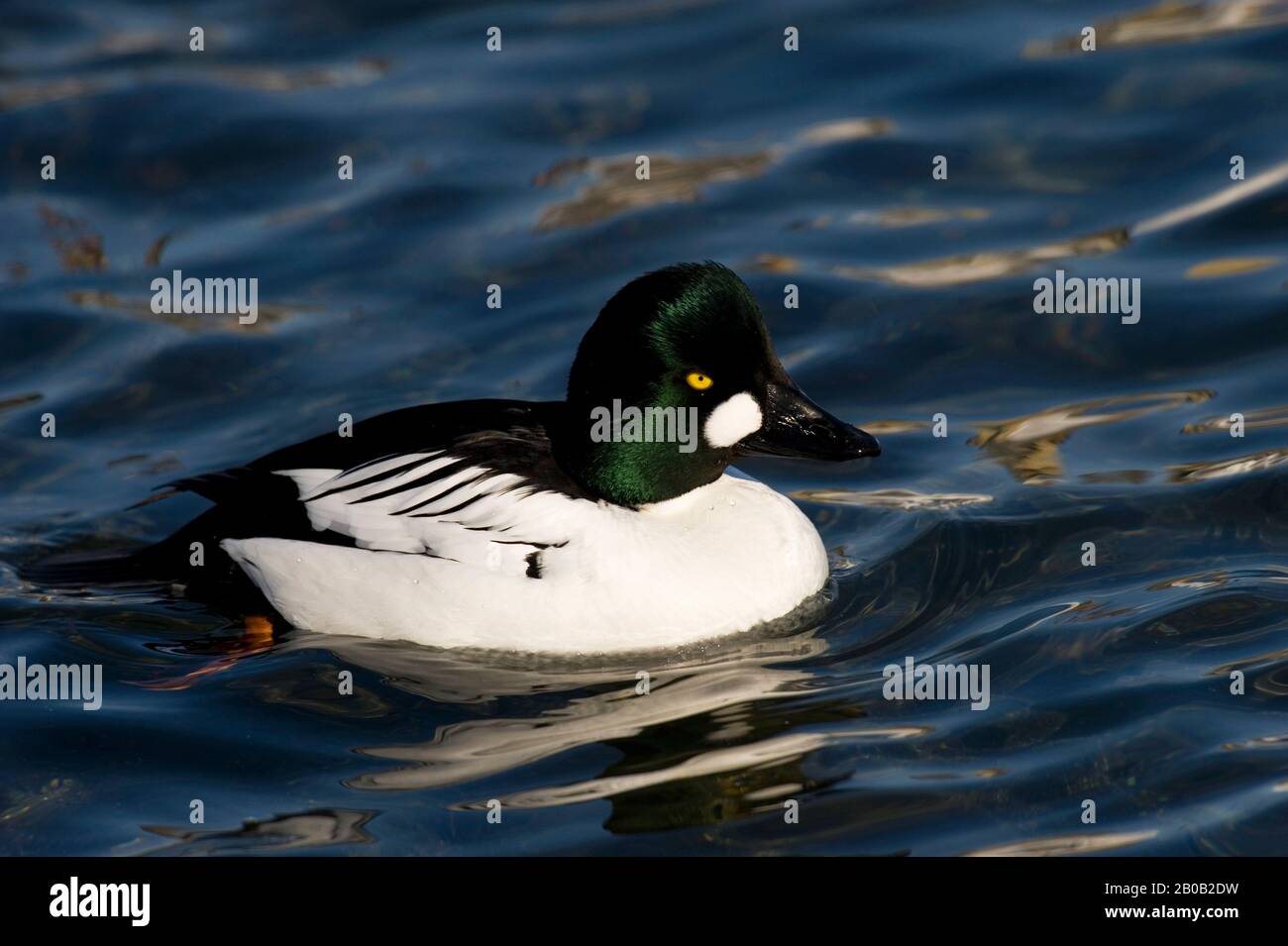 JAPON, ÎLE D'HOKKAIDO, PRÈS D'ABASHIRI, GOLDENEYE COMMUN (BUCEPHALA CLANGULA) Banque D'Images