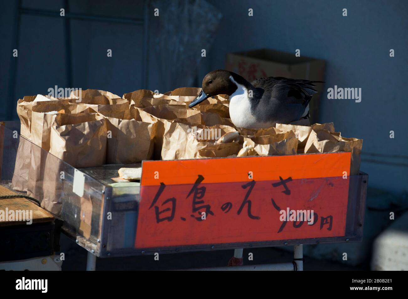 JAPON, ÎLE HOKKAIDO, PRÈS D'ABASHIRI, NORD DE PINTALE (ANAS ACUTA) SE NOURRISSANT DE PAIN SUR LE STAND DE NOURRITURE DE CANARD Banque D'Images