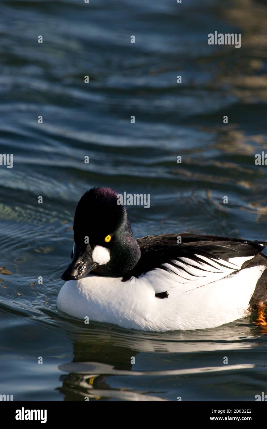 JAPON, ÎLE D'HOKKAIDO, PRÈS D'ABASHIRI, GOLDENEYE COMMUN (BUCEPHALA CLANGULA) Banque D'Images
