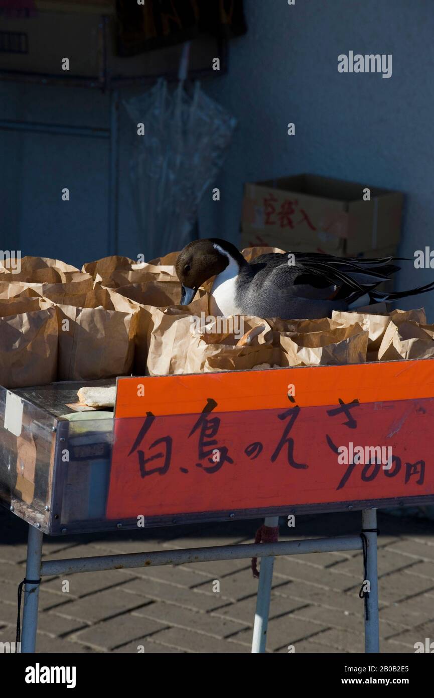 JAPON, ÎLE HOKKAIDO, PRÈS D'ABASHIRI, NORD DE PINTALE (ANAS ACUTA) SE NOURRISSANT DE PAIN SUR LE STAND DE NOURRITURE DE CANARD Banque D'Images