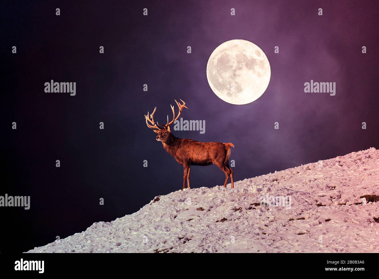 Un Beau cerf debout sur une montagne contre la lune. Banque D'Images