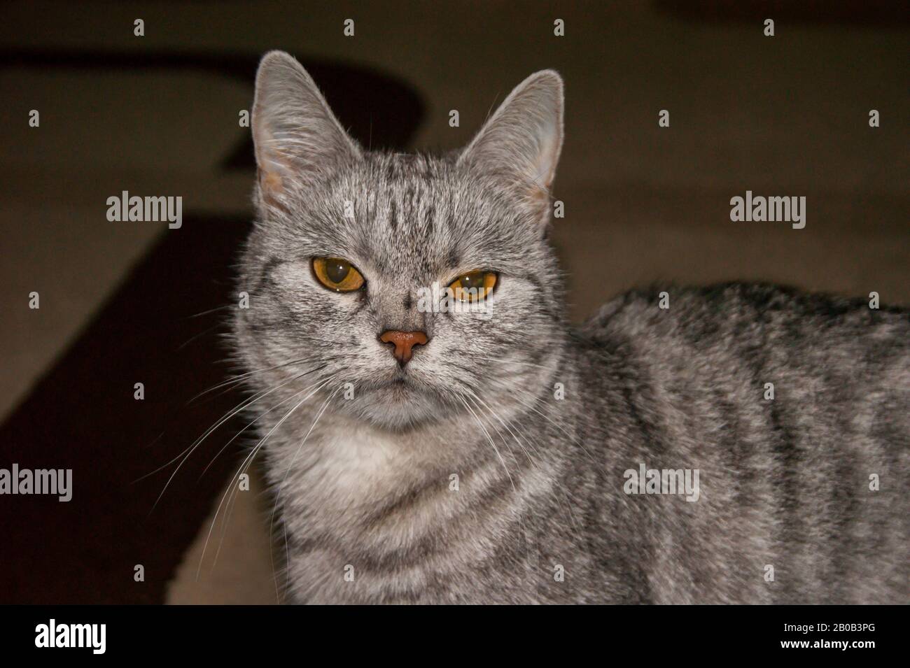 Magnifique Chat Gris Raye Mecontent Avec Des Yeux Jaunes Mauvais Race Photo Stock Alamy