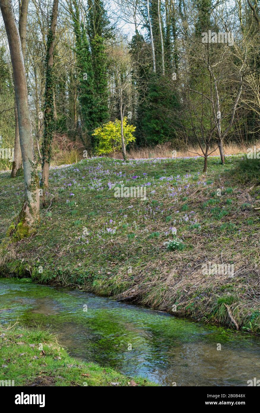 Evenley Wood Gardens En Février. Jardins de bois d'Evenley, Evenley, Northamptonshire, Angleterre Banque D'Images