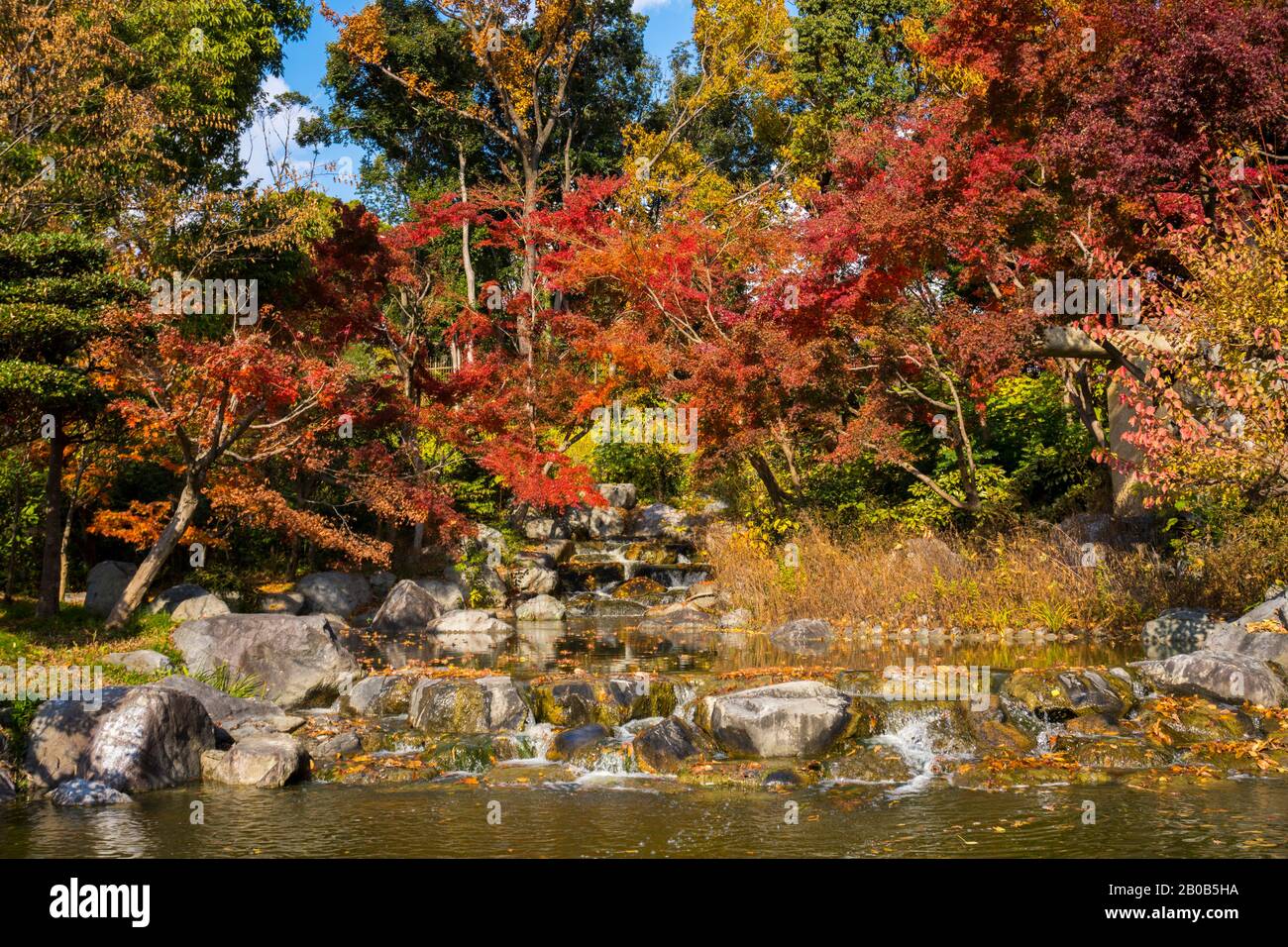 Rivière En Streaming, Feuillage Coloré D'Automne Dans Le Parc Tsurumi Ryokuchi, Osaka, Japon Banque D'Images