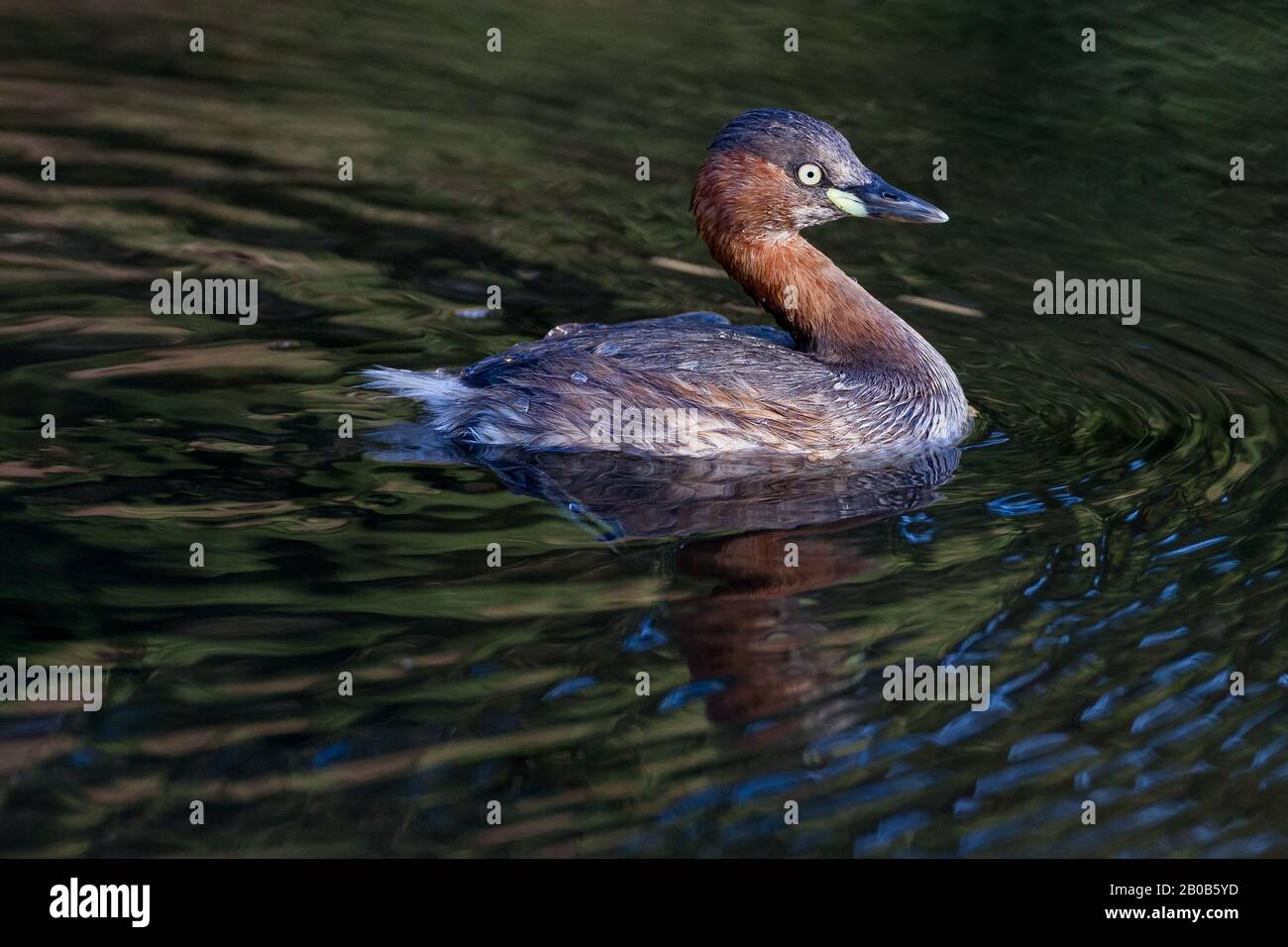 Un petit Grebe (Tachybaptus ruficollis) nageant dans un lac dans le parc Izumi no Mori, Kanagawa, Japon. Banque D'Images