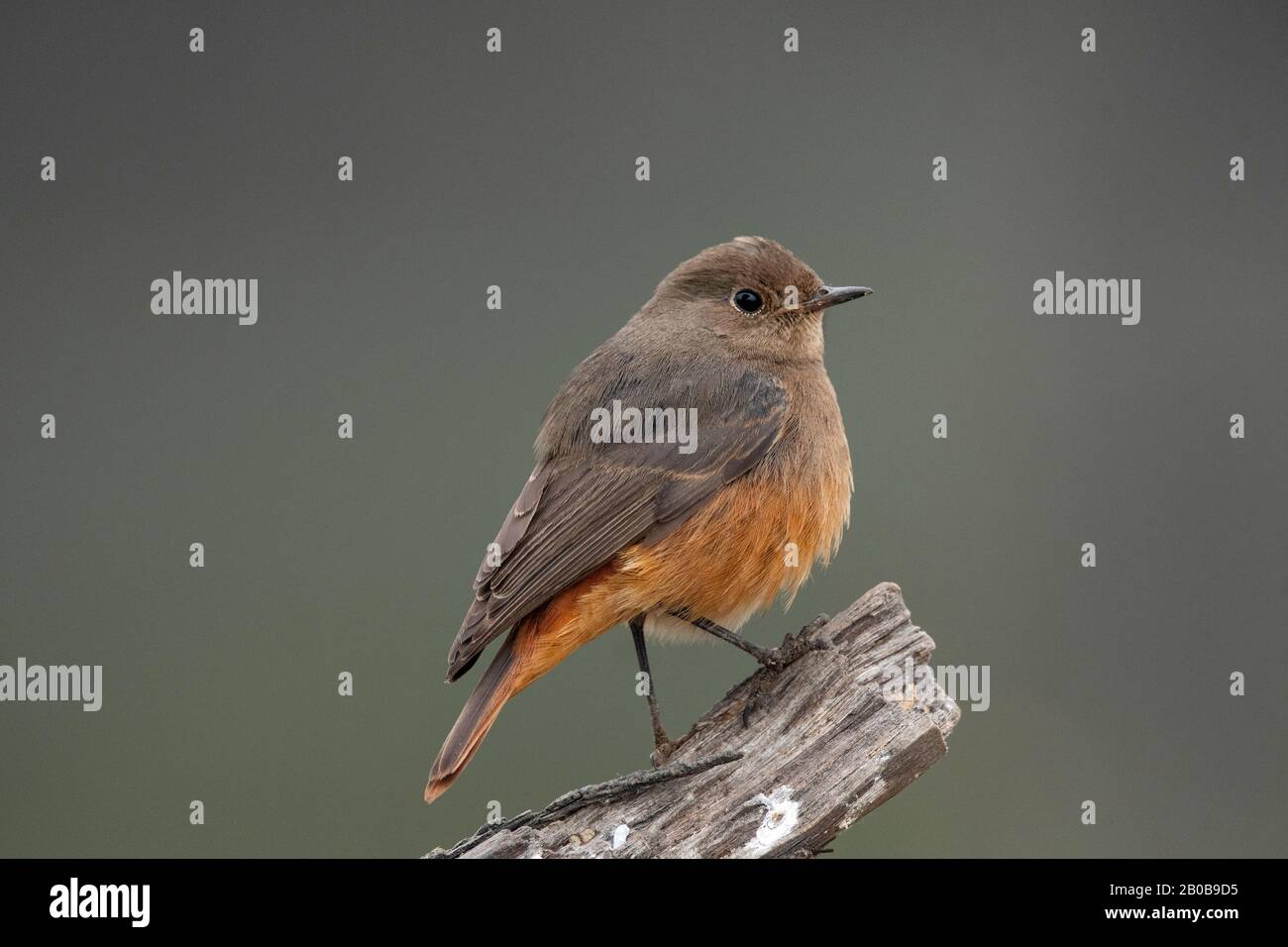 Parc National Keoladeo, Bharatpur, Rajasthan, Inde. Black Redstart femelle, Phoenicurus ochruros Banque D'Images