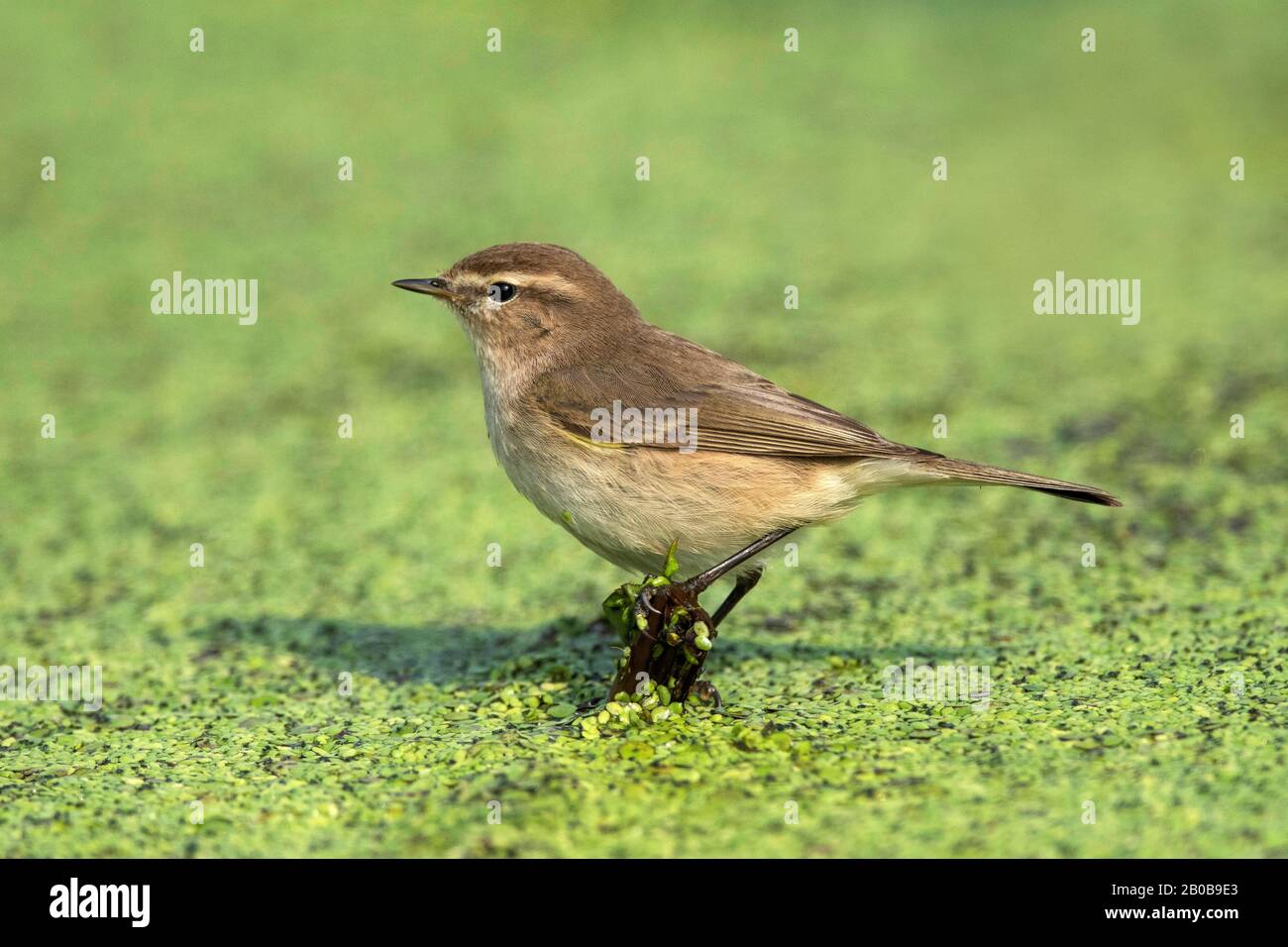 Parc National Keoladeo, Bharatpur, Rajasthan, Inde. Chifchel Commun, Phylloscopus Collybita Banque D'Images