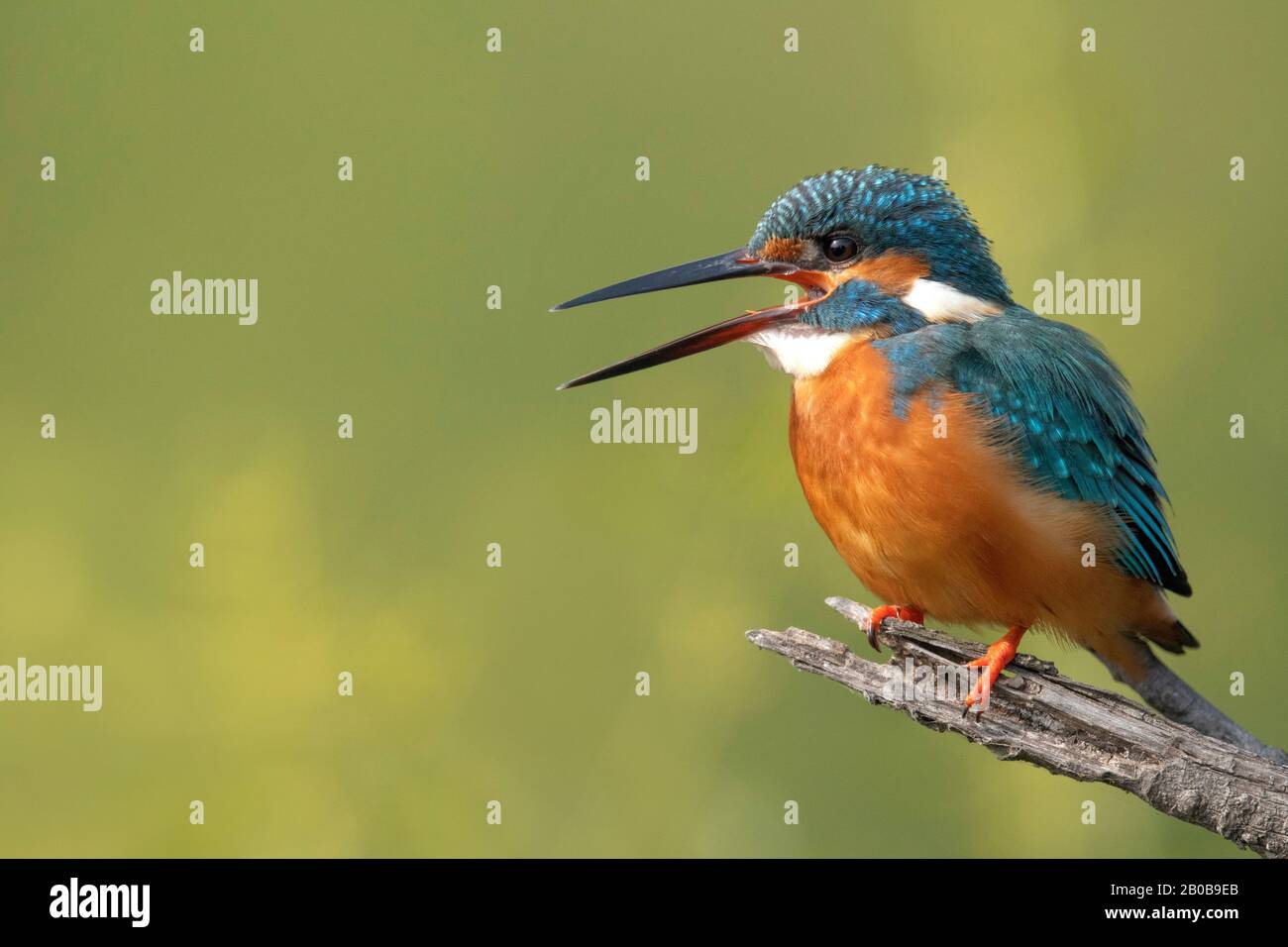 Parc National Keoladeo, Bharatpur, Rajasthan, Inde. Kingfisher Commun, Alcedo Atthis Banque D'Images