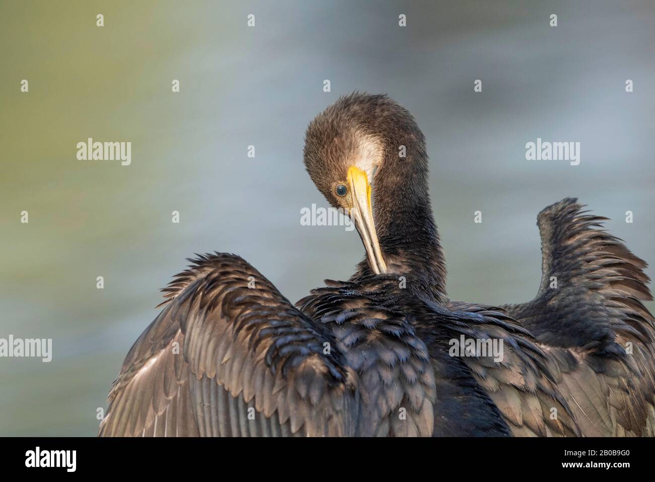 Parc National Keoladeo, Bharatpur, Rajasthan, Inde. Little Cormorant, Microcarbo Niger Banque D'Images