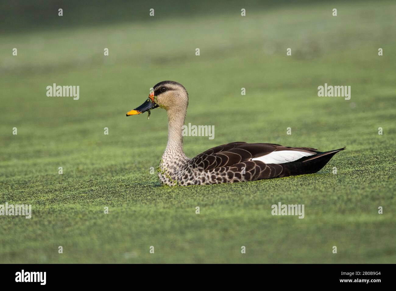 Canard à bec bleu Banque de photographies et d'images à haute résolution -  Alamy