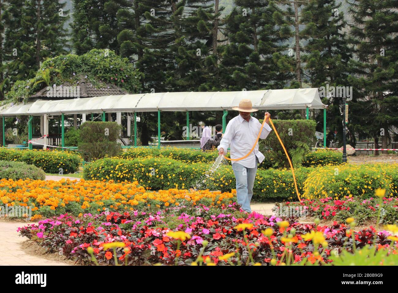 Un homme arrosant des fleurs dans le jardin Banque D'Images