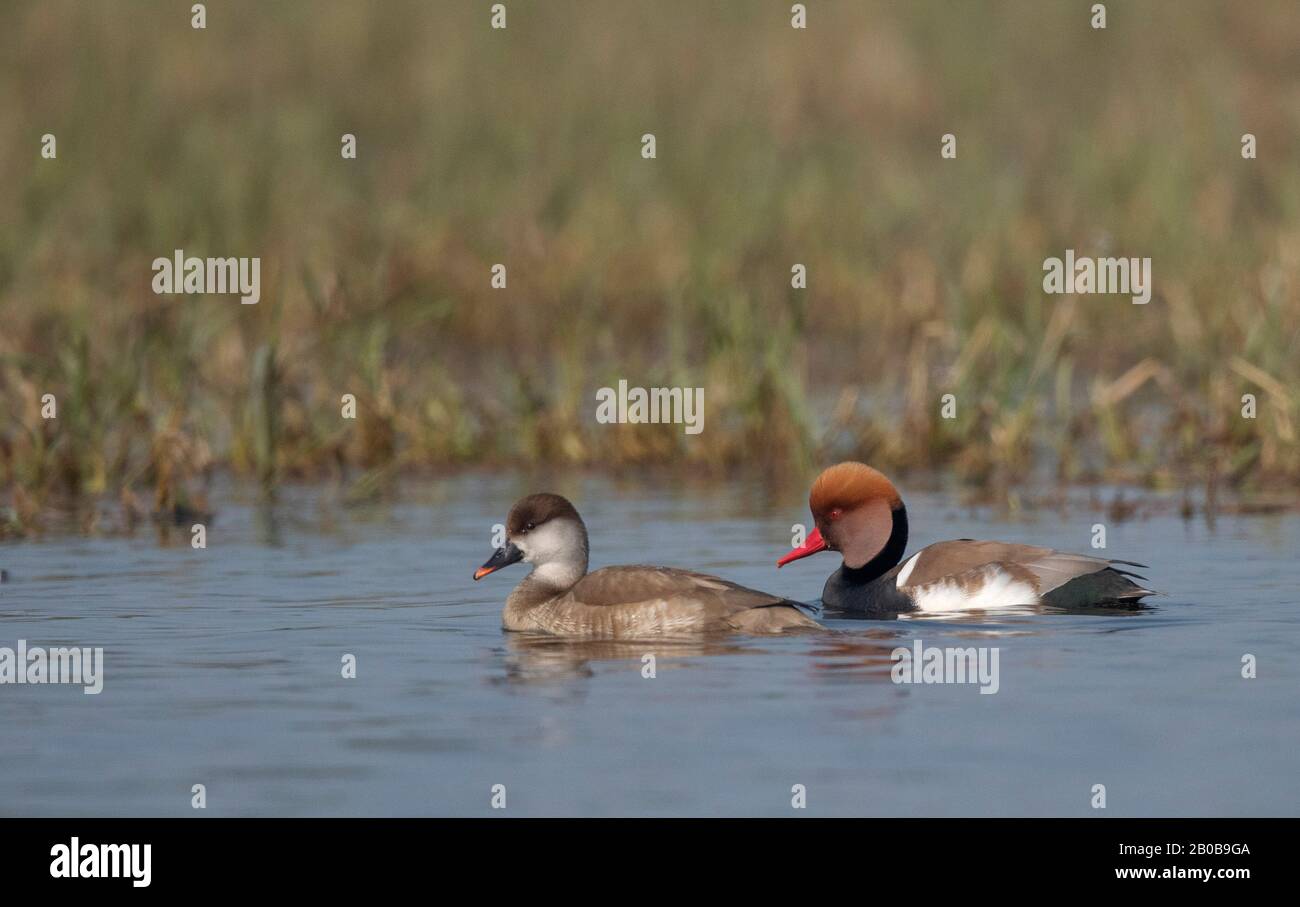 Parc National Keoladeo, Bharatpur, Rajasthan, Inde. Red Crested Pochard, Neta rufina mâle et femelle Banque D'Images