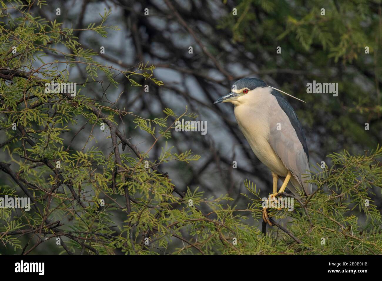 Parc National Keoladeo, Bharatpur, Rajasthan, Inde. Heron Noir Couronné De Nuit, Nycticorax Nycticorax Banque D'Images