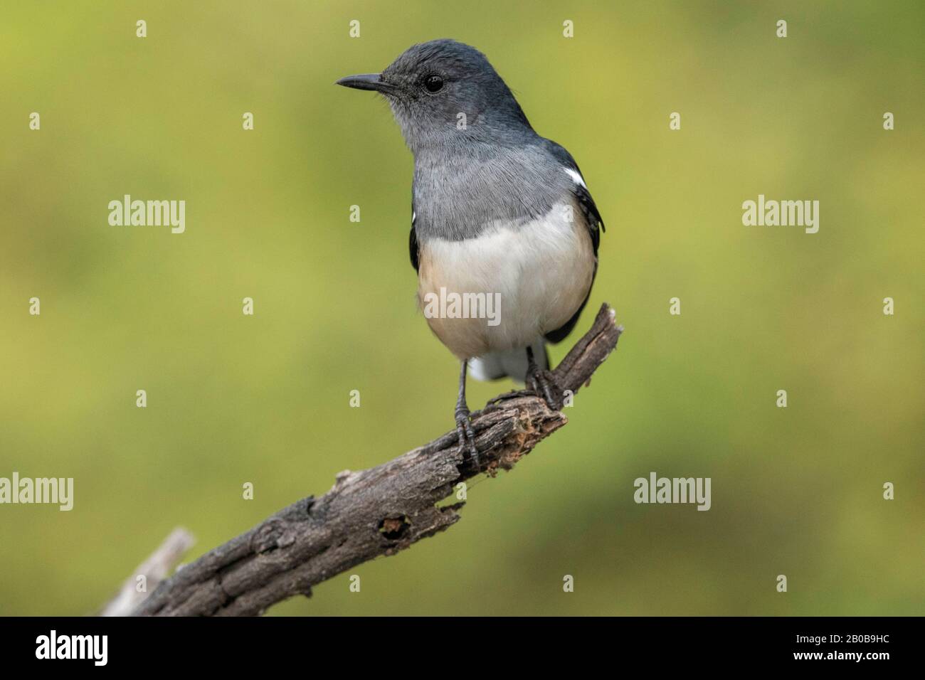 Parc National Keoladeo, Bharatpur, Rajasthan, Inde. Magpie Robin Féminin, Copsychius Saularis Banque D'Images