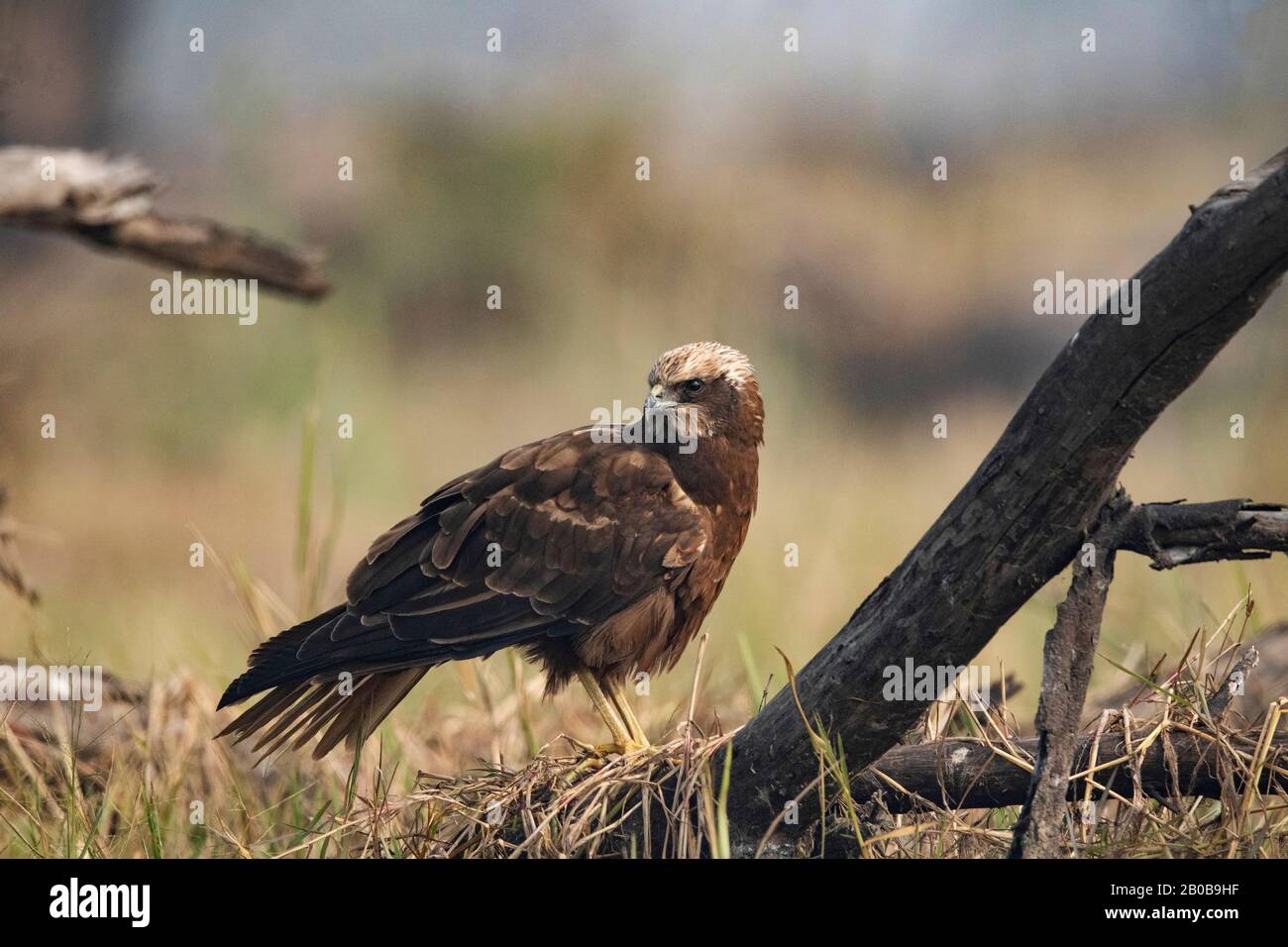 Parc National Keoladeo, Bharatpur, Rajasthan, Inde. Marsh Harrier, Famille : Accipitridae Banque D'Images