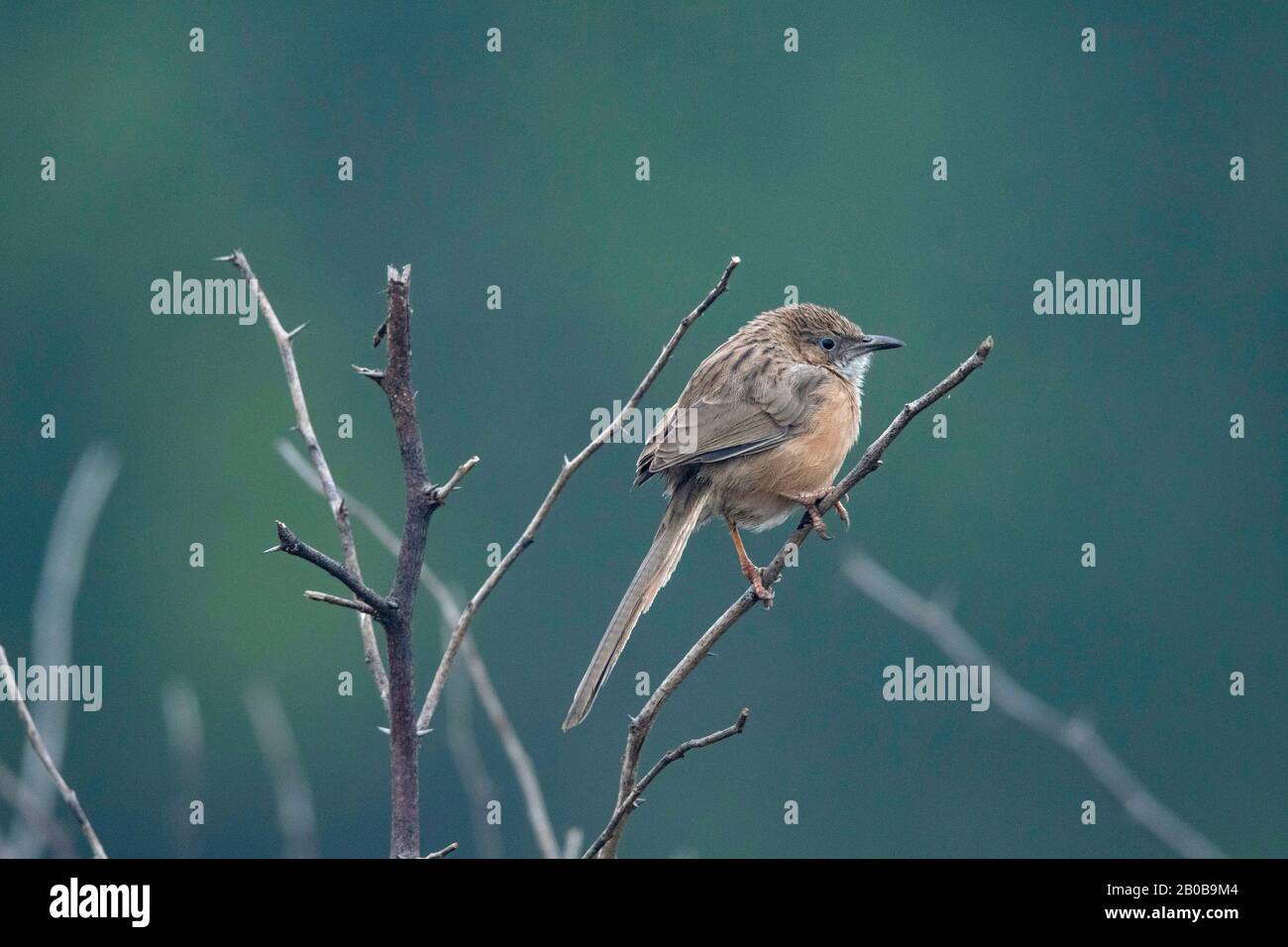 Parc National Keoladeo, Bharatpur, Rajasthan, Inde. Babbler Commun, Turdoides Caudata Banque D'Images